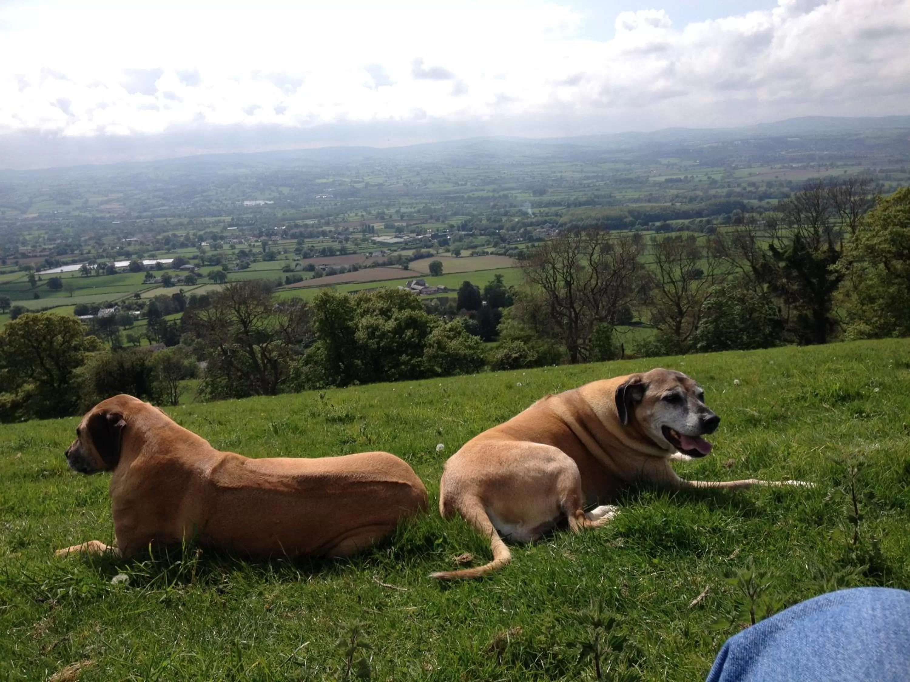 Natural landscape in Tall Trees