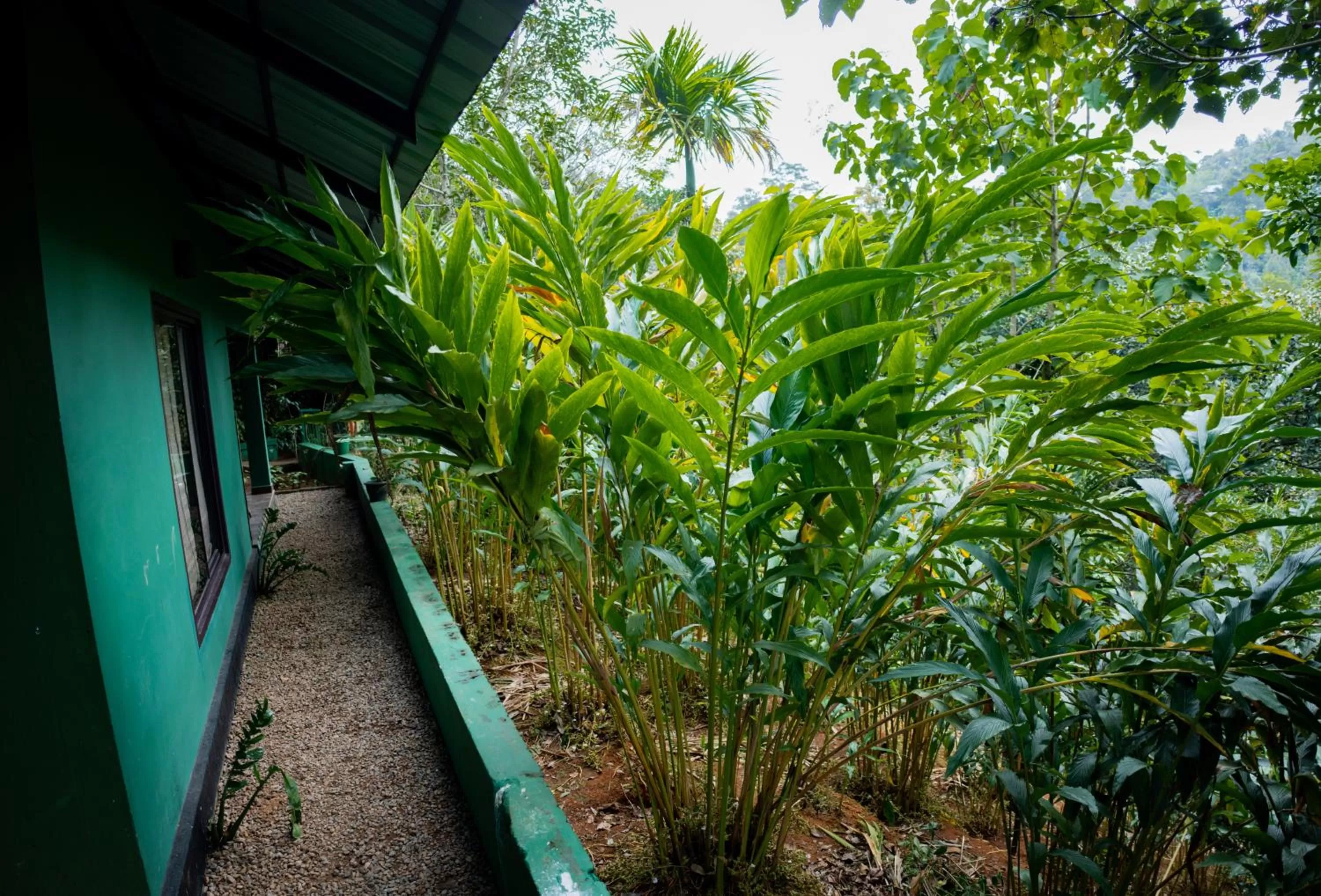 View (from property/room), Balcony/Terrace in Edens Munnar