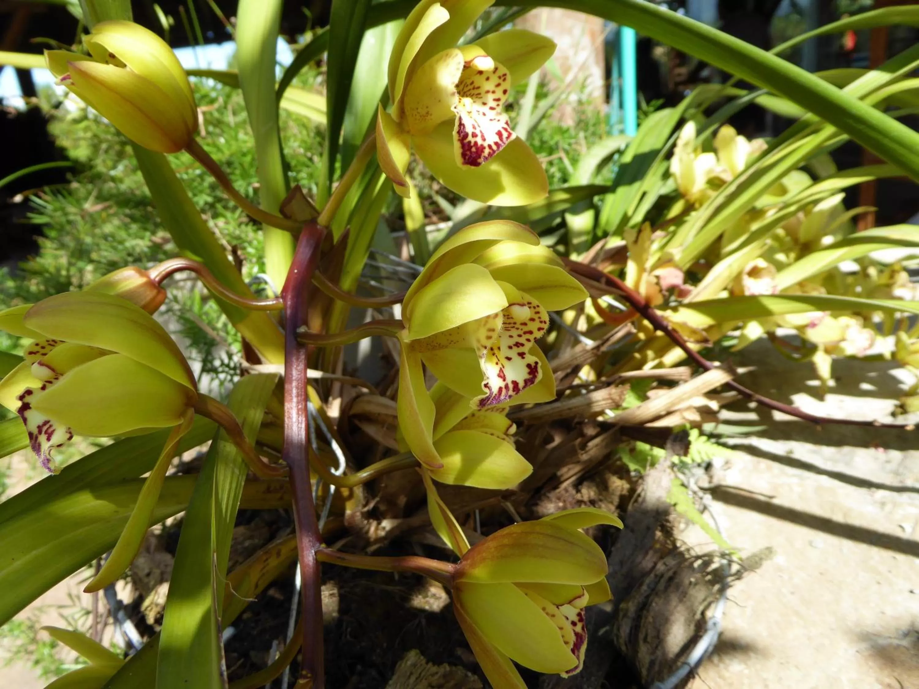 Garden, Patio/Outdoor Area in Finca El Cielo