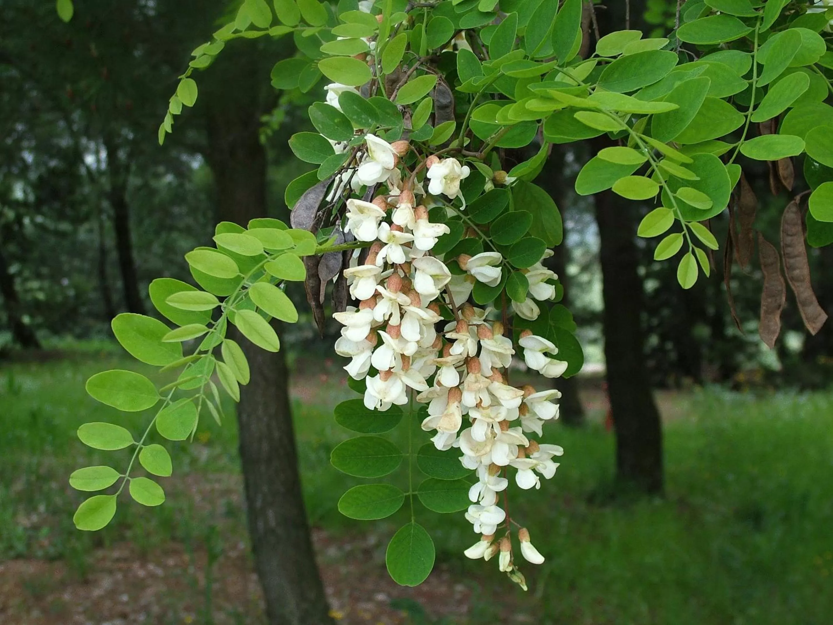 On site in B&B & Residence Pozzo Misseo