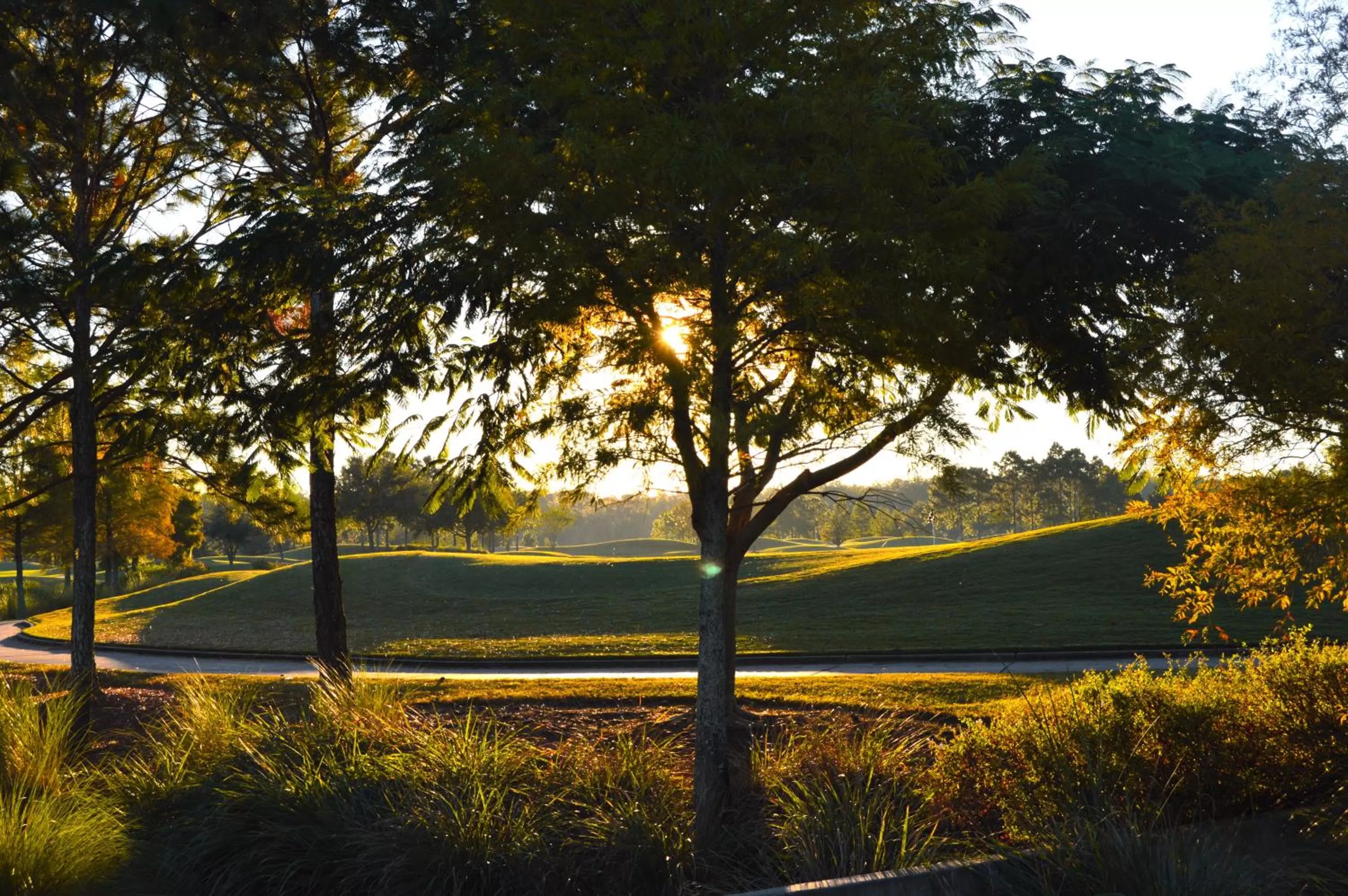 Natural landscape in Rosen Shingle Creek Universal Blvd