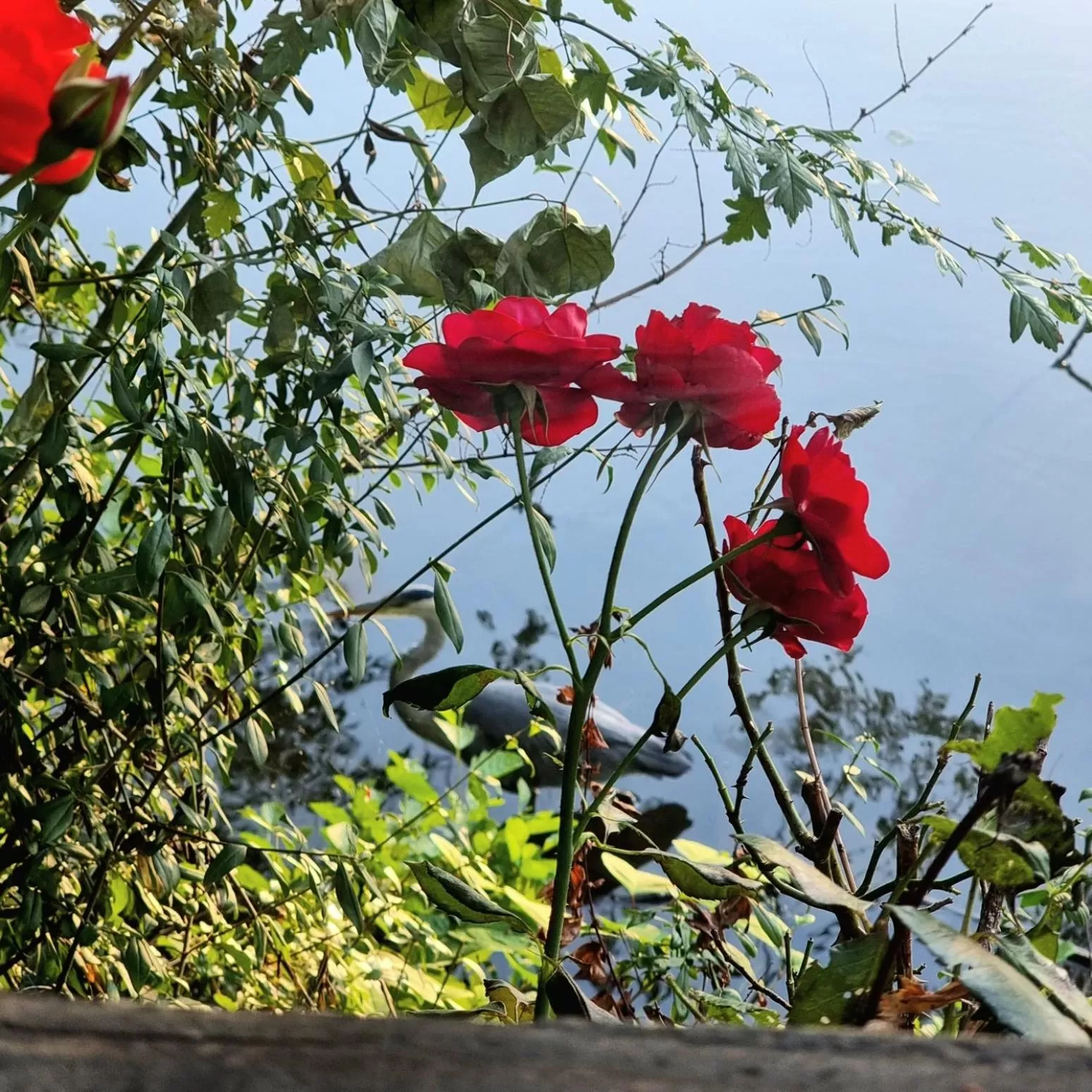 River view in Altes Eishaus, Hotel & Restaurant