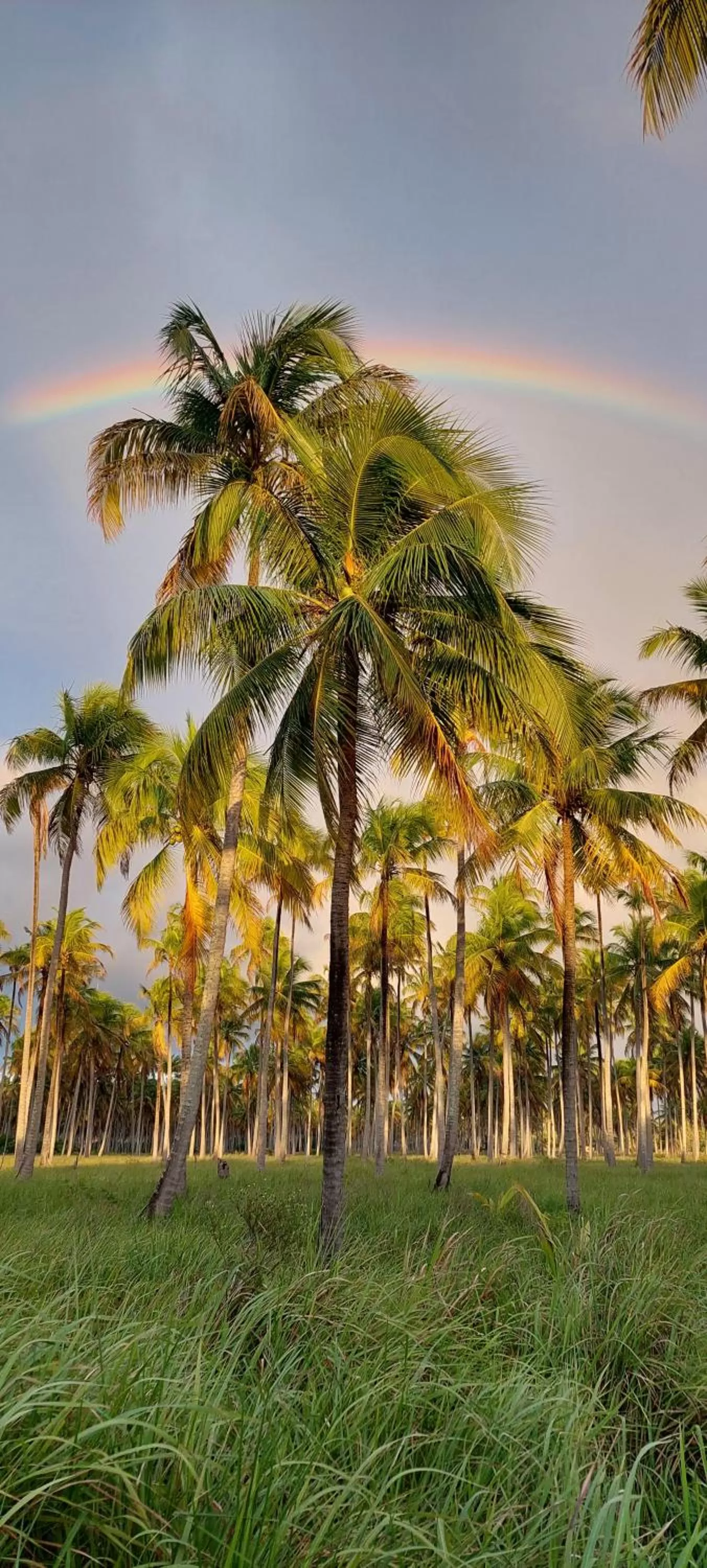 Natural landscape in Arataba Hotel Boutique e Bistrô - 150 mts do mar