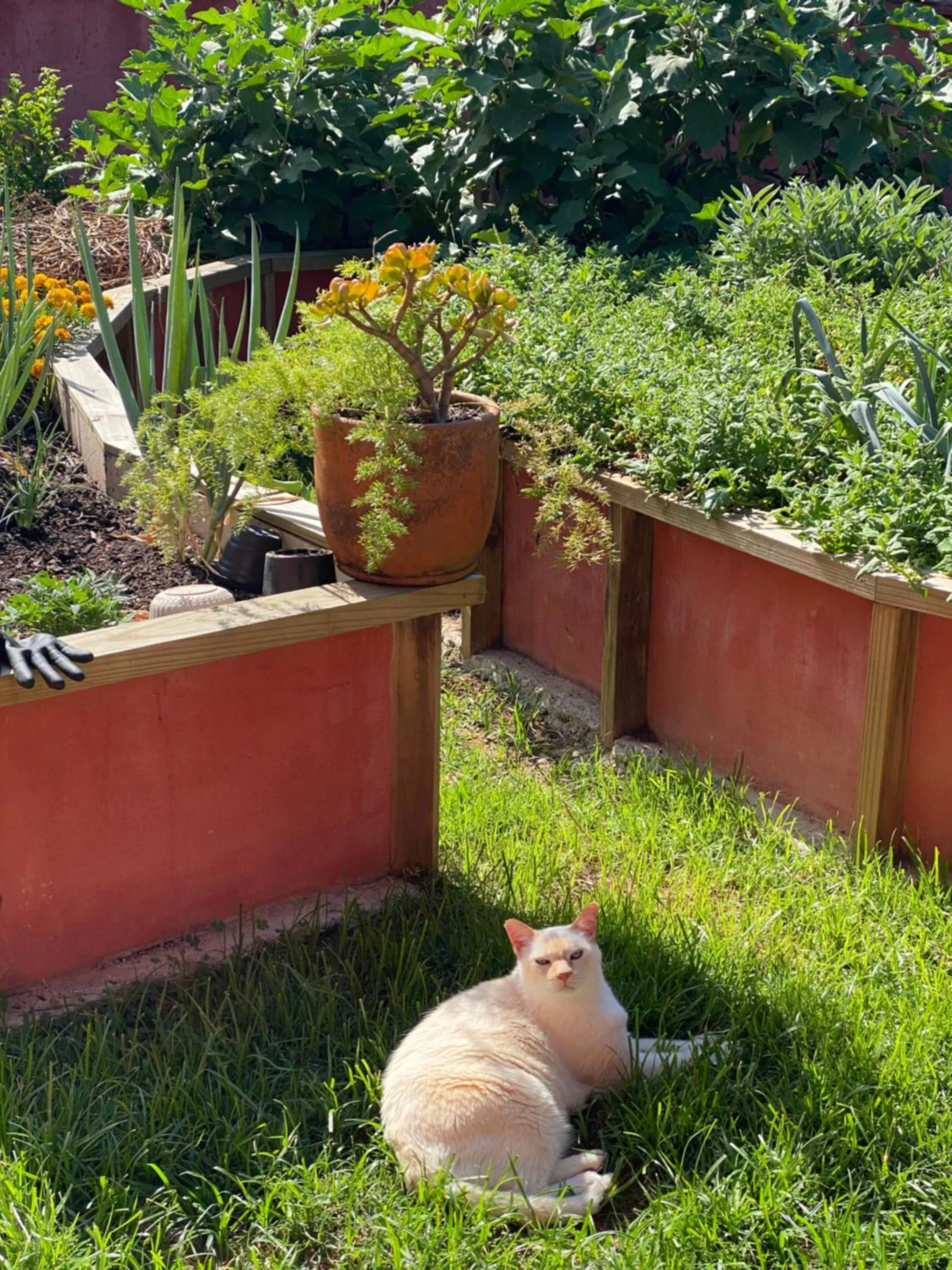 Garden, Pets in Janela de Marcia Bed and Breakfast