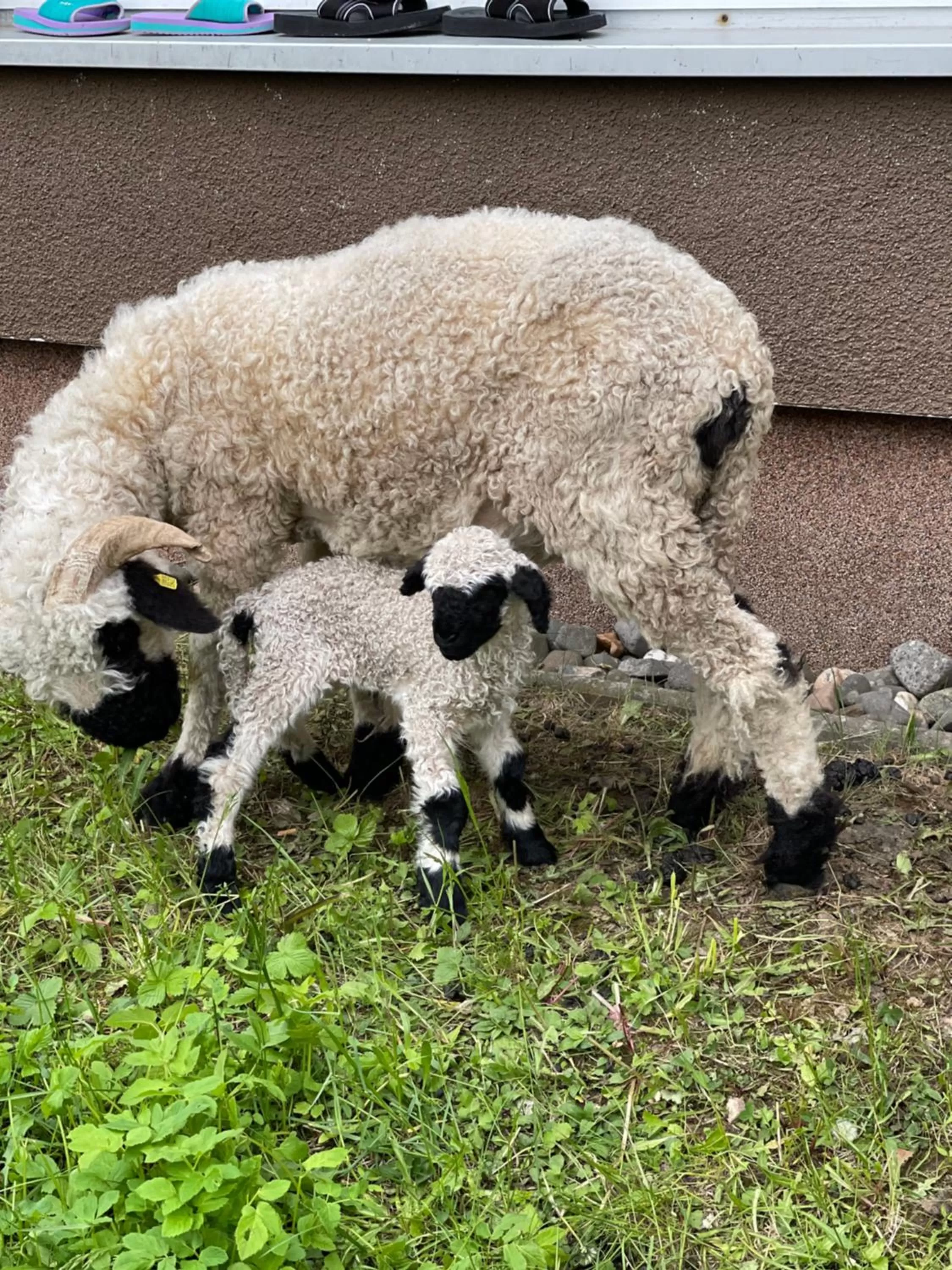 Animals in Hotel Lugsteinhof