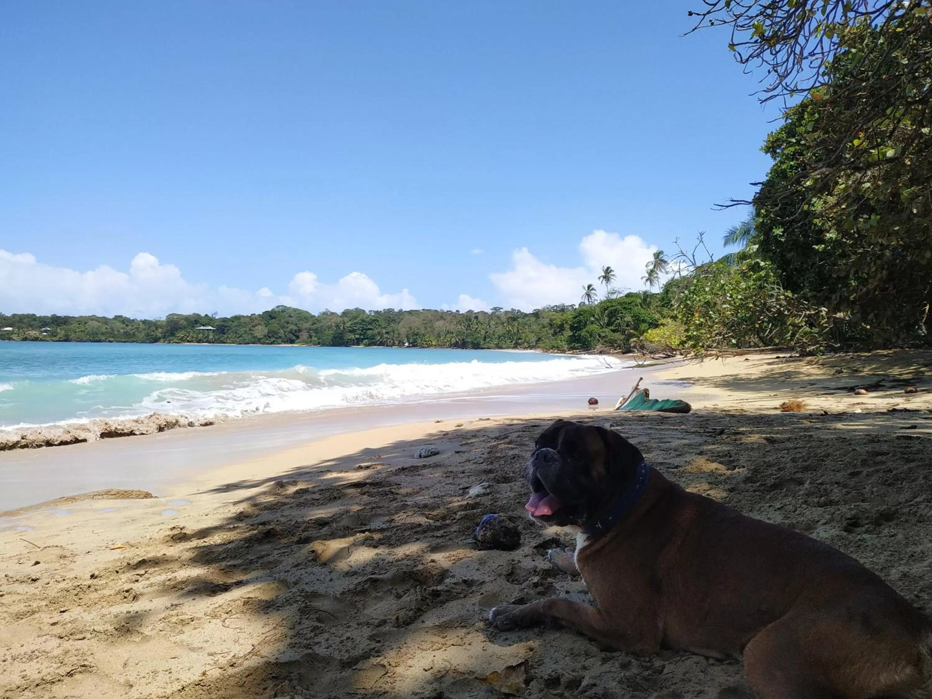 Pets in La Luciernaga Big Creek