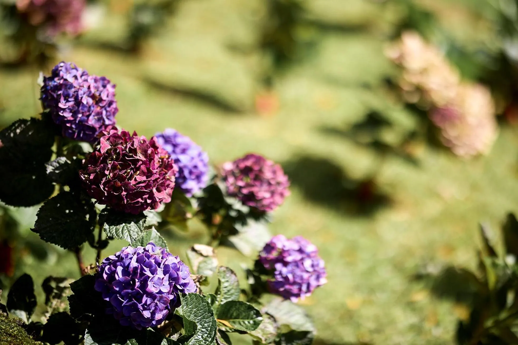 Garden in Furnas Boutique Hotel - Thermal & Spa