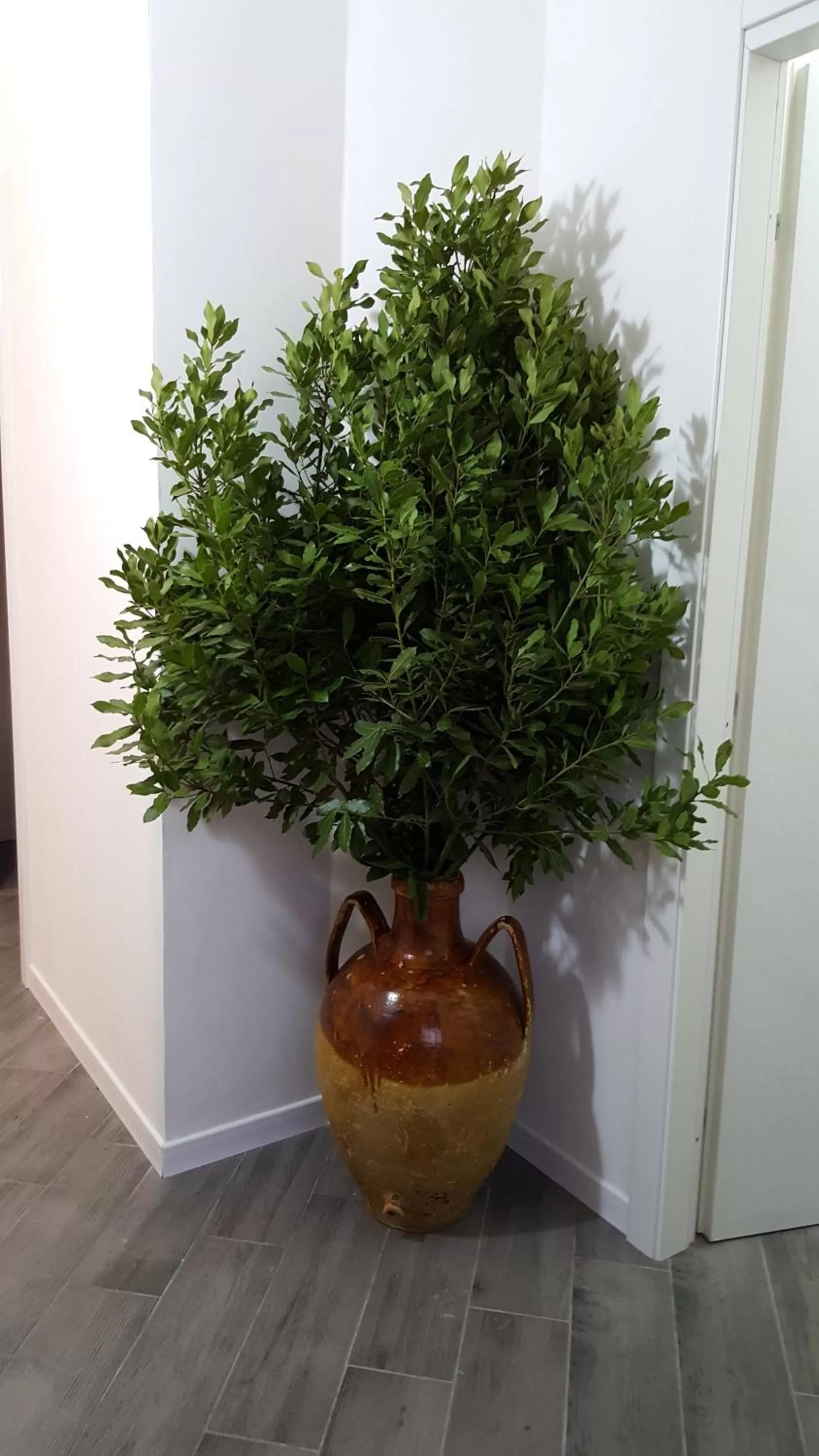 Certificate/Award in Dafne Marsala Centro