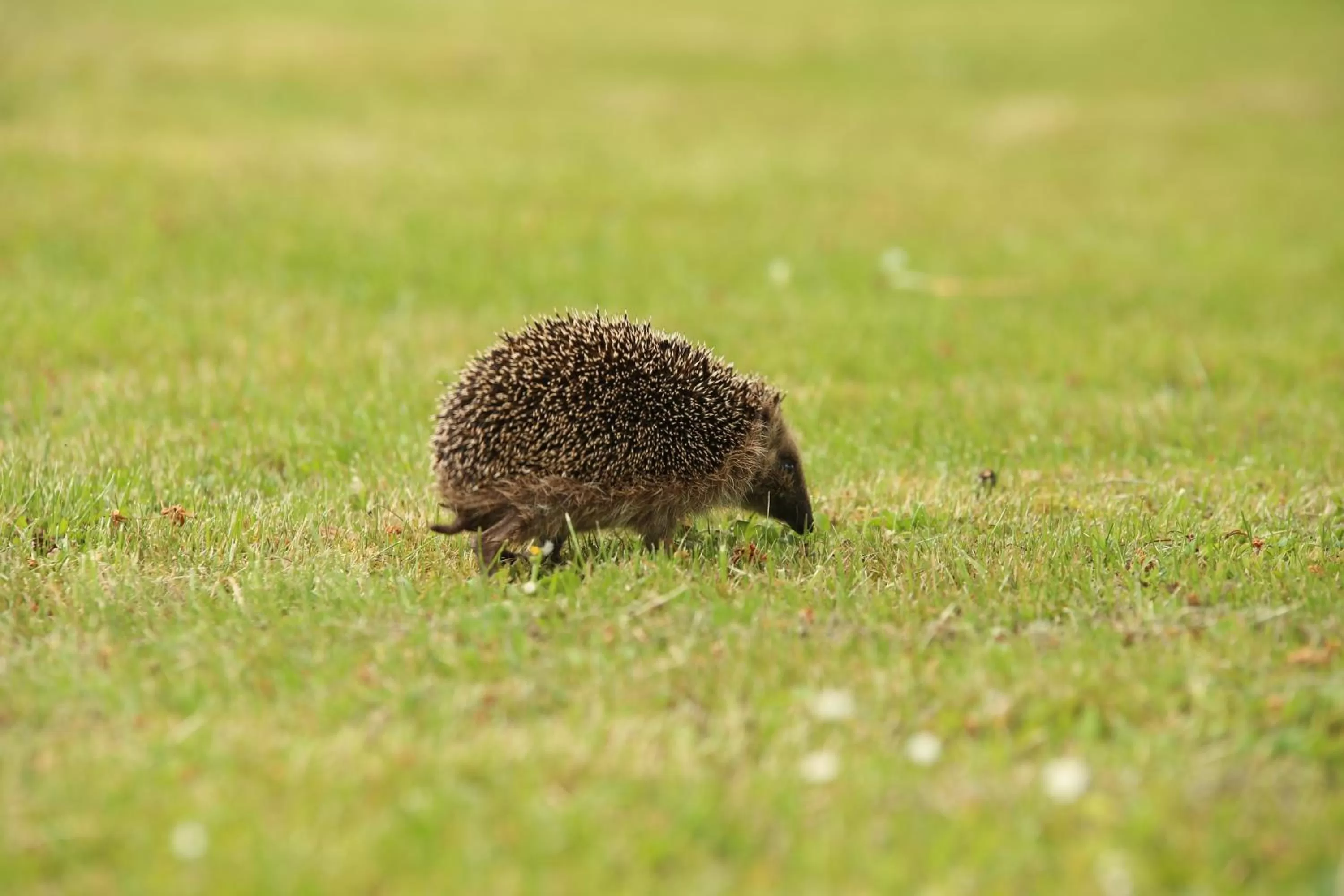 Garden in Les Rêves de Flamboin