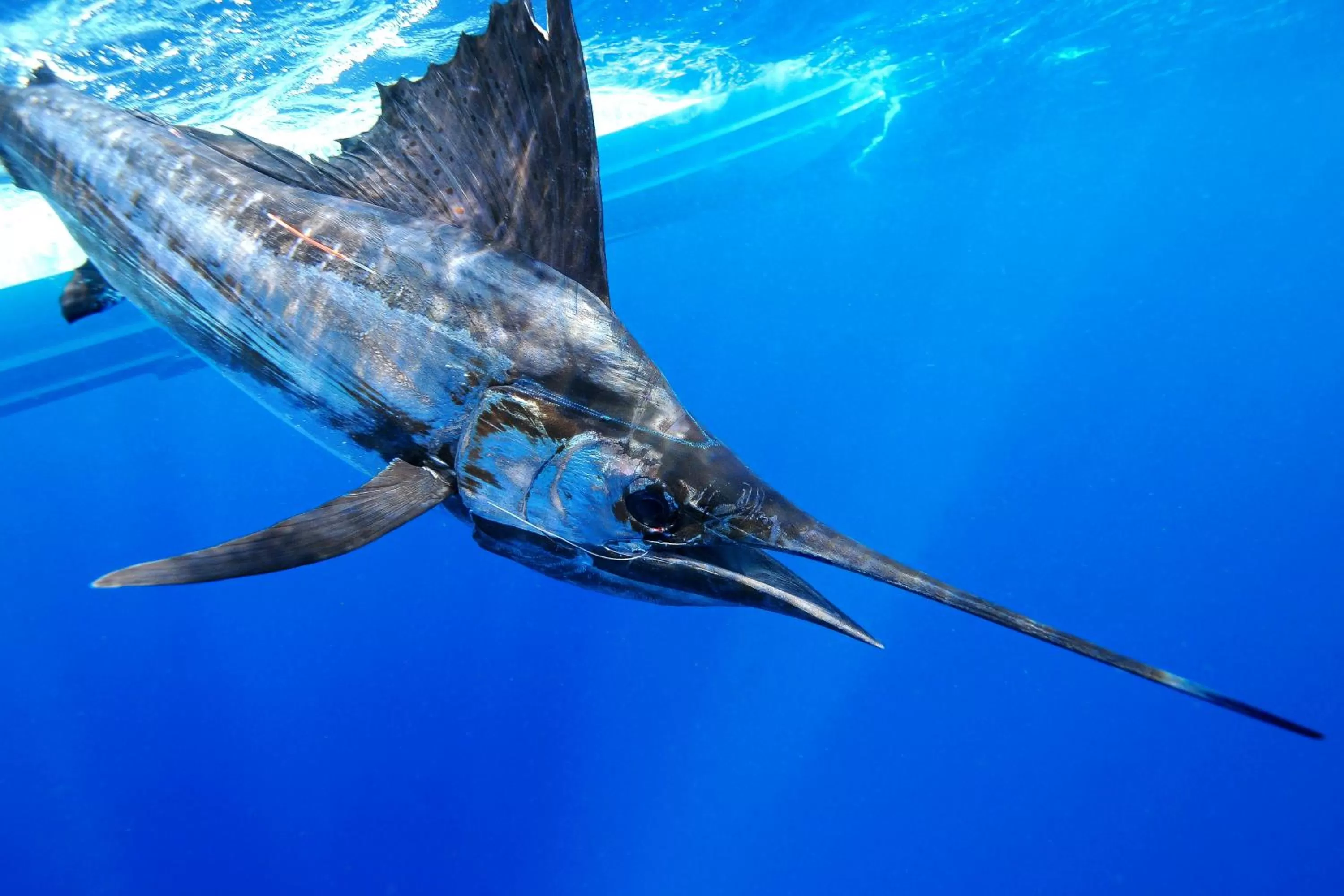 Fishing in Black Dolphin Inn