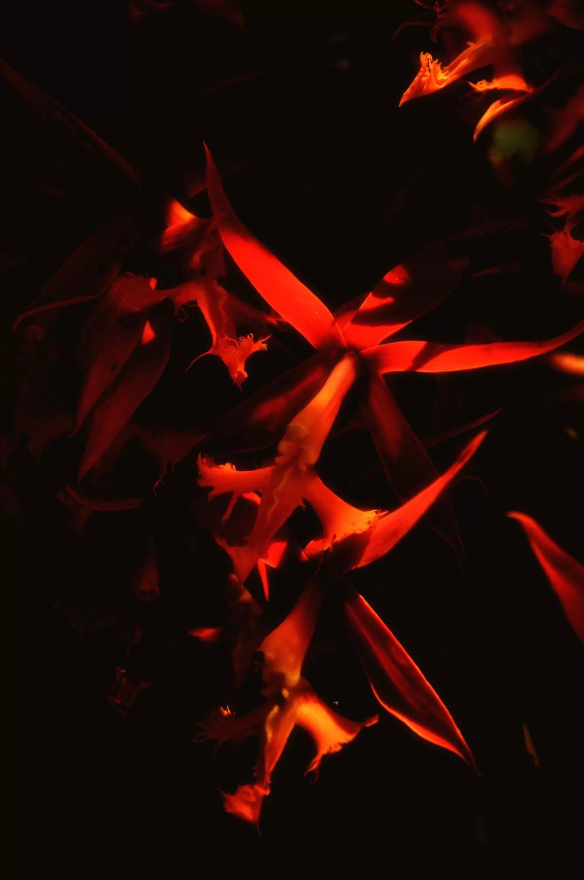 Garden, Evening Entertainment in Spa Hosteria Miramelindo