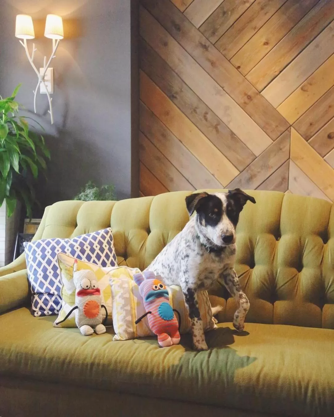 Pets in Summit Lodge Boutique Hotel by Paradox