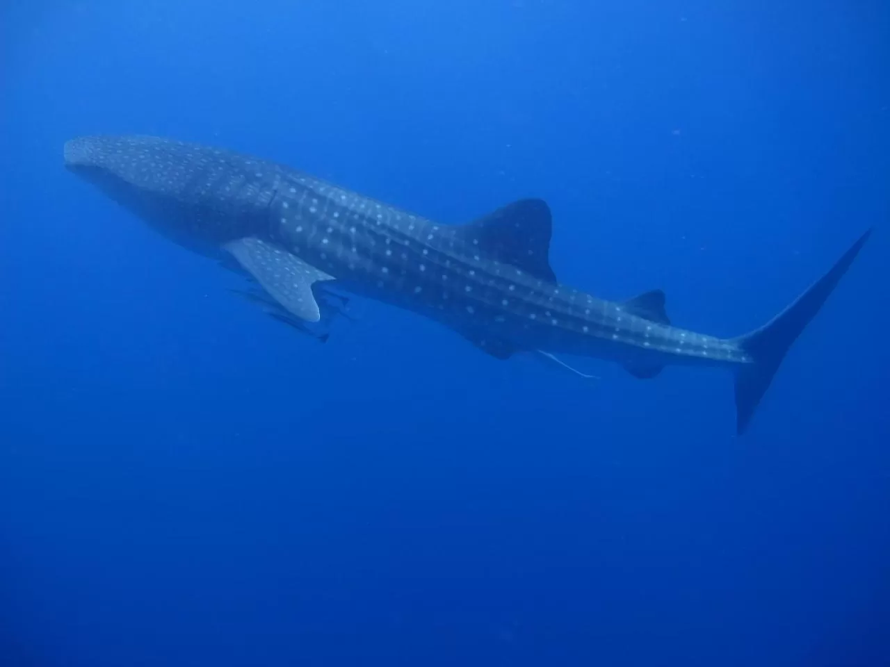 Diving in Cocolala Beach House