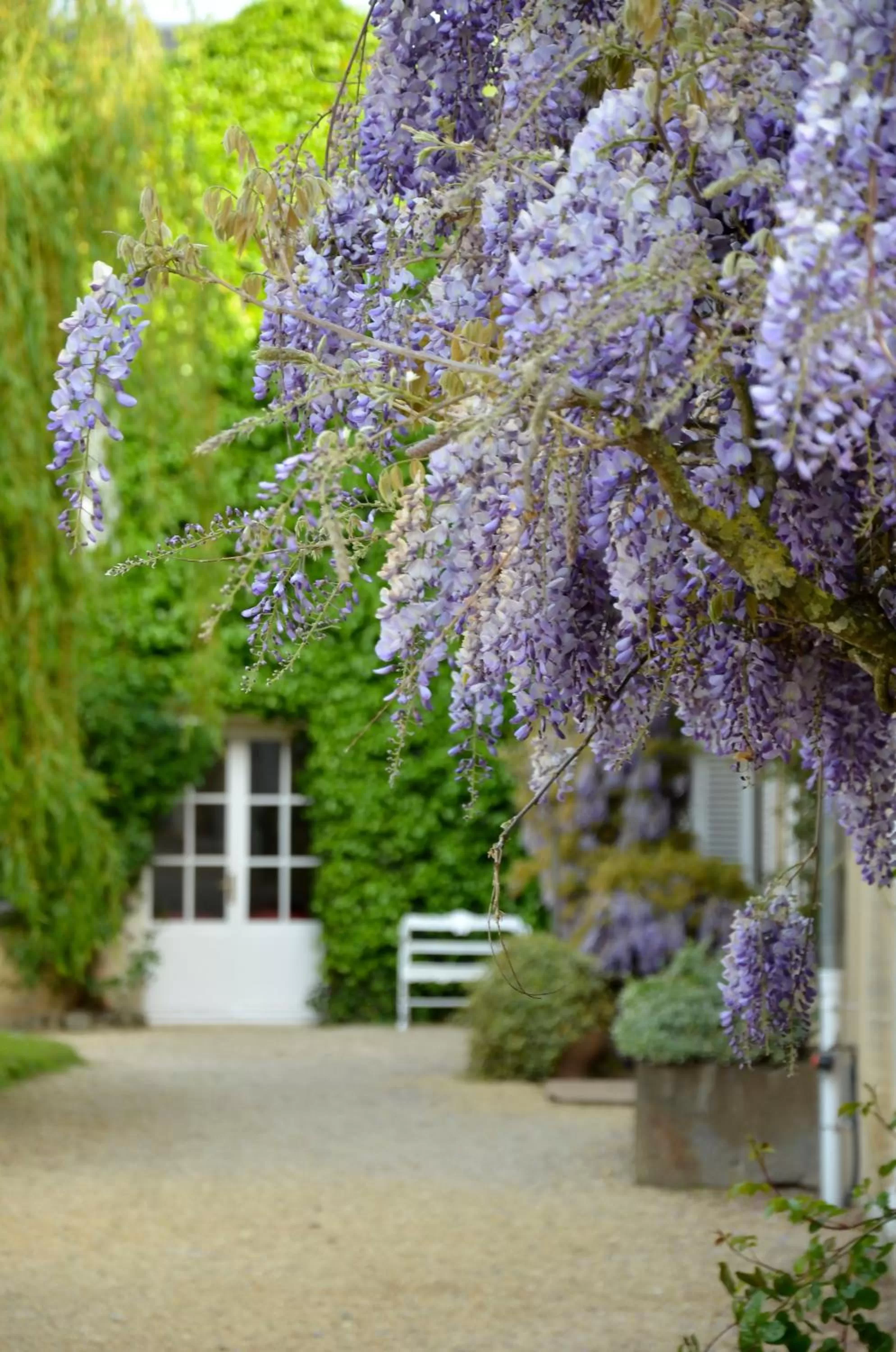 Garden in Chateau La Cheneviere