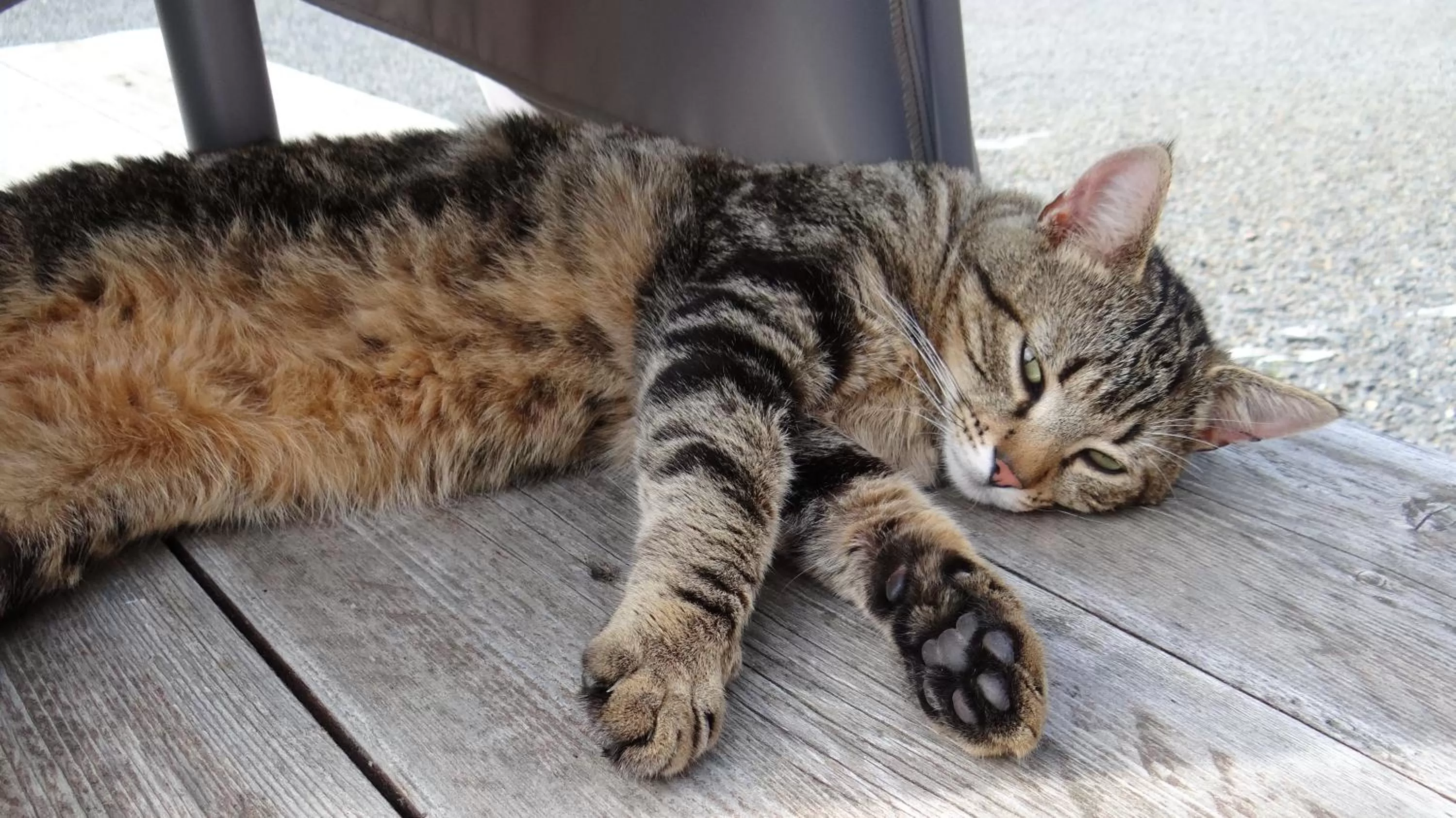 Animals in La Petite Houssaye