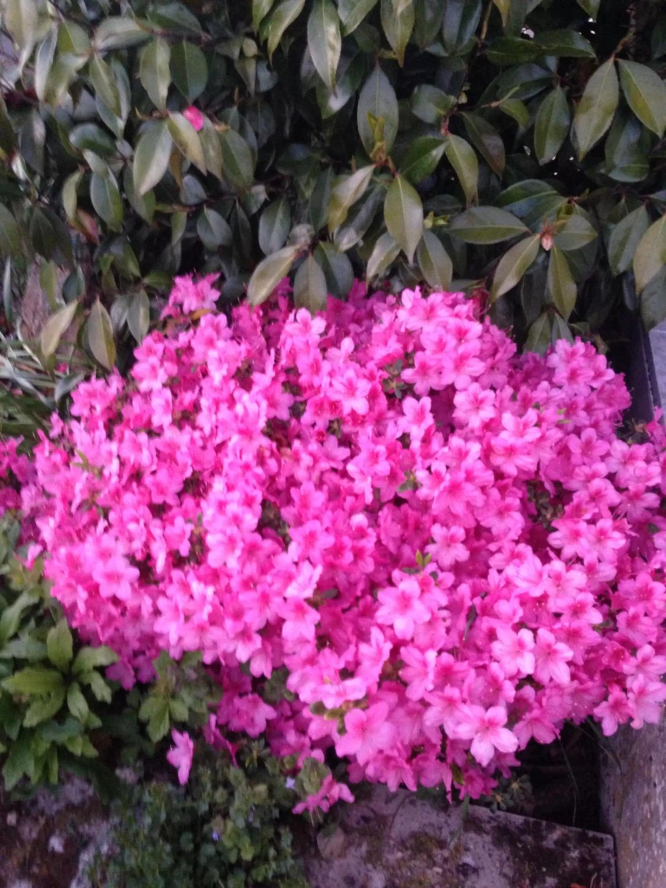 Chambres d'hôtes Le Bignon dans les Alpes Mancelles