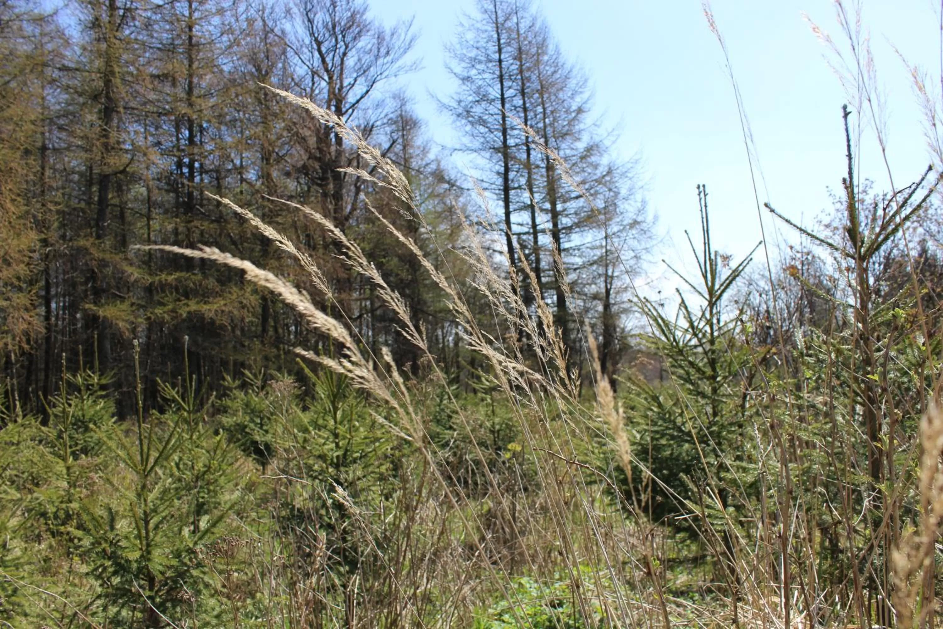Garden, Natural Landscape in Waldgasthof Bad Einsiedel