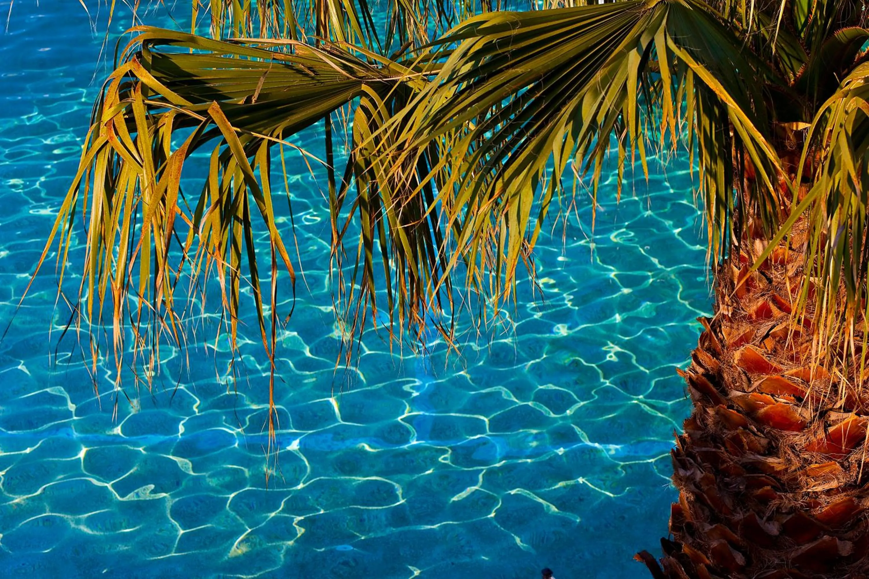 Garden in Flegra Palace