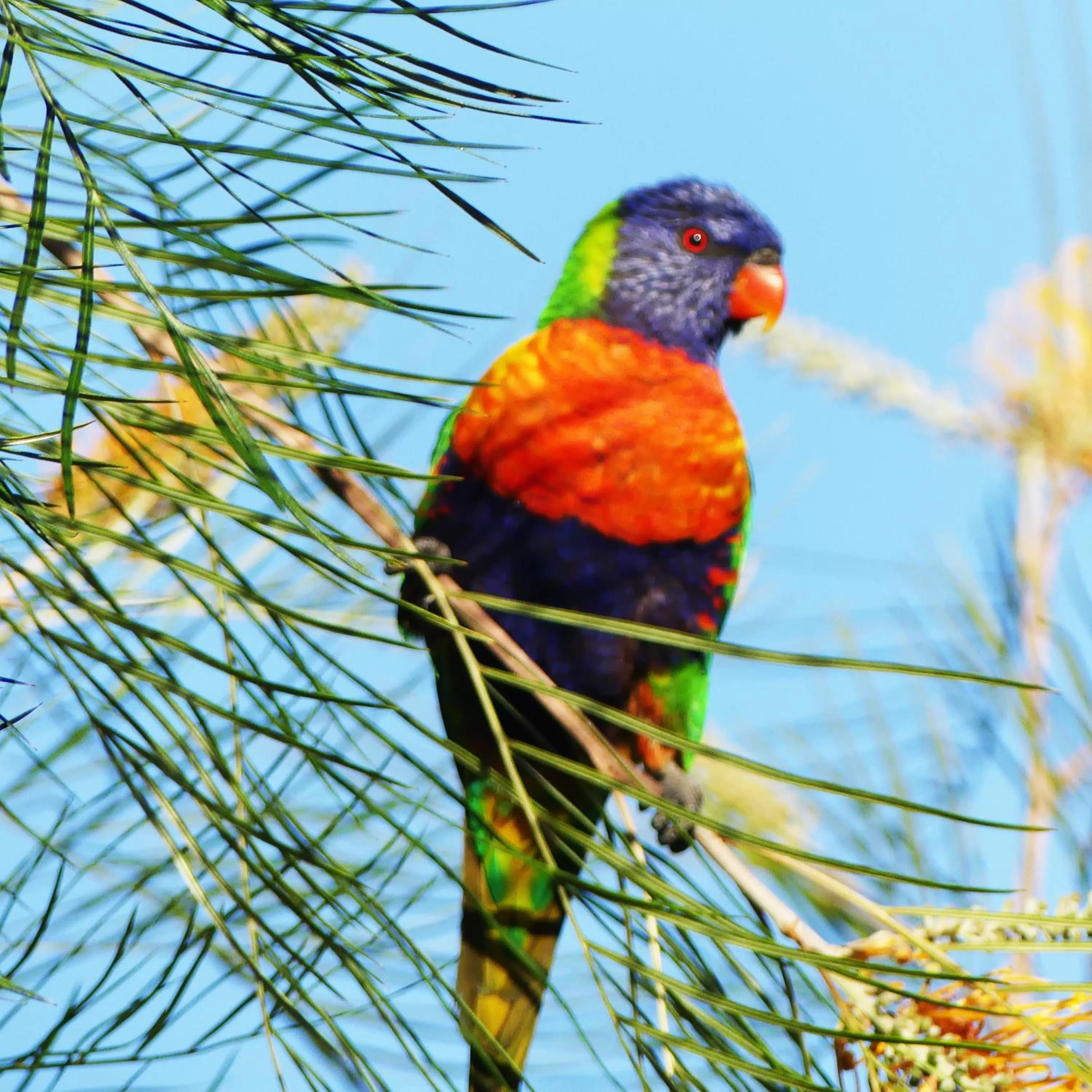 Animals in Sanctuary Lakes Fauna Retreat