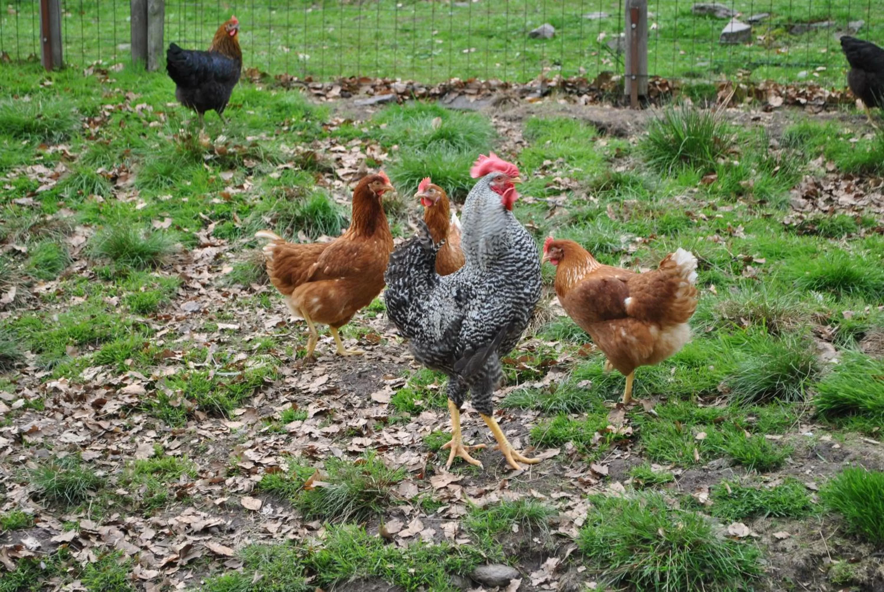 Animals in Hotel Waldmühle