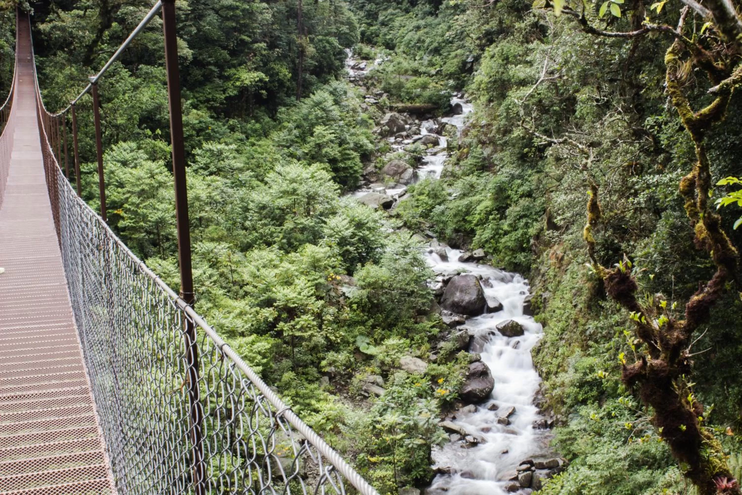 Activities in TREE TREK BOQUETE Adventure Park
