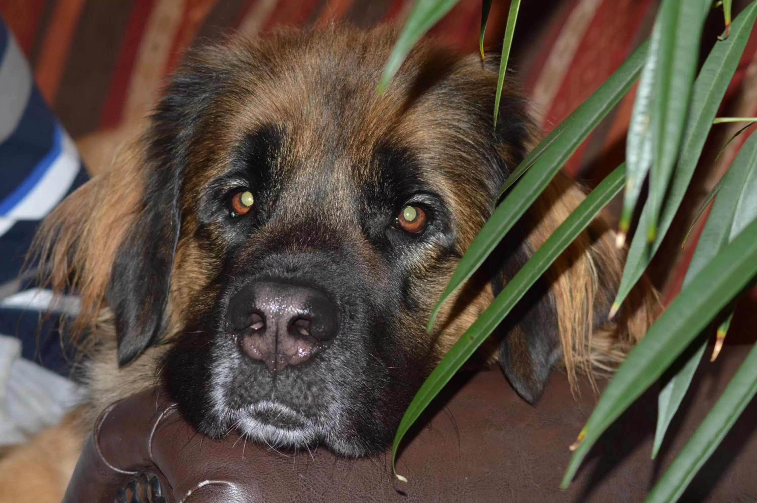 Pets in Hotel Auerhahn