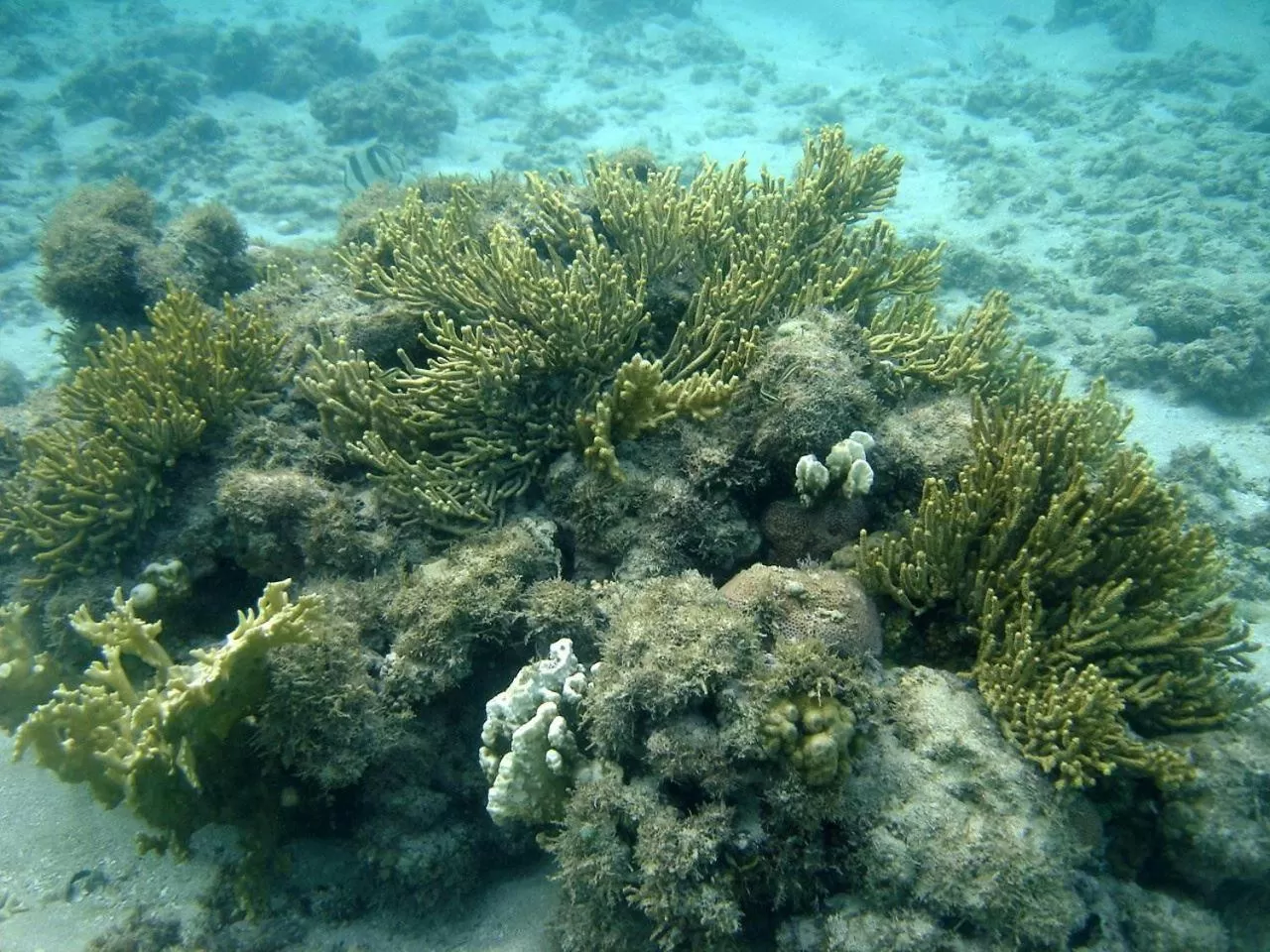 Day, Other Animals in Pousada Mariluz