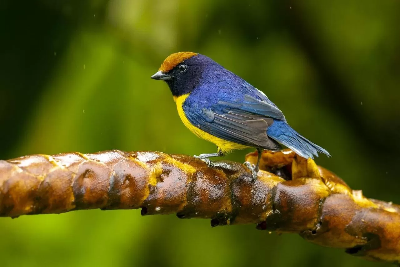 Birds & Breakfast Costa Rica