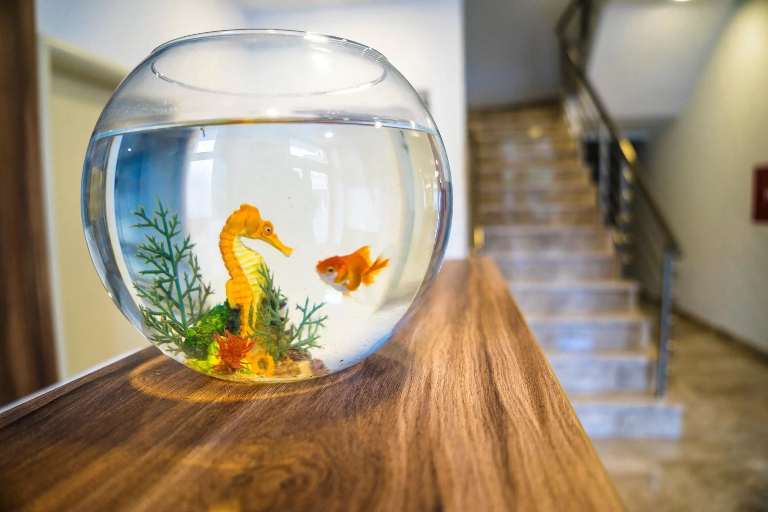 Other in Hotel Kapetanovina