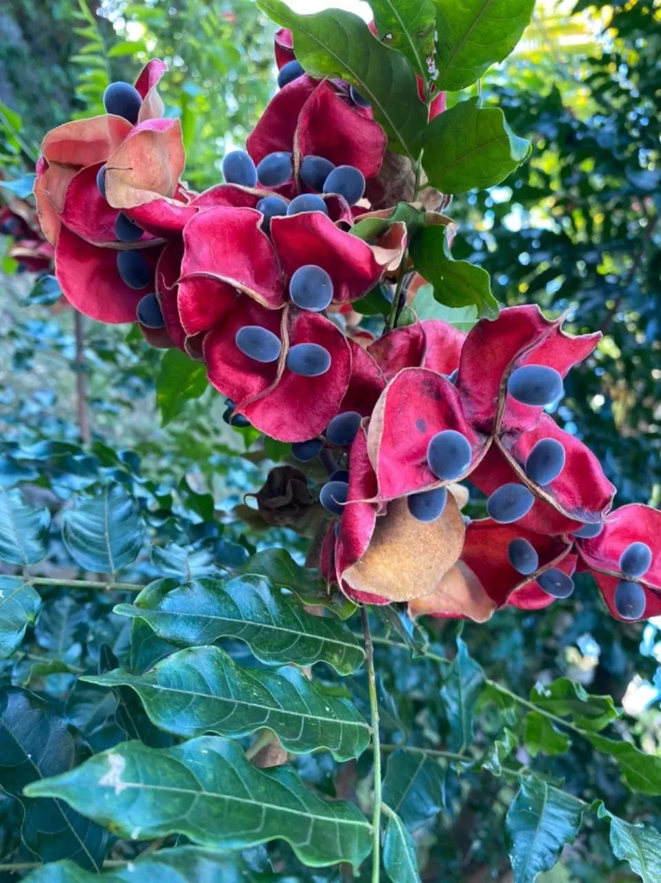 Villa Cajou (Chambre d'hôtes chez l'habitant)