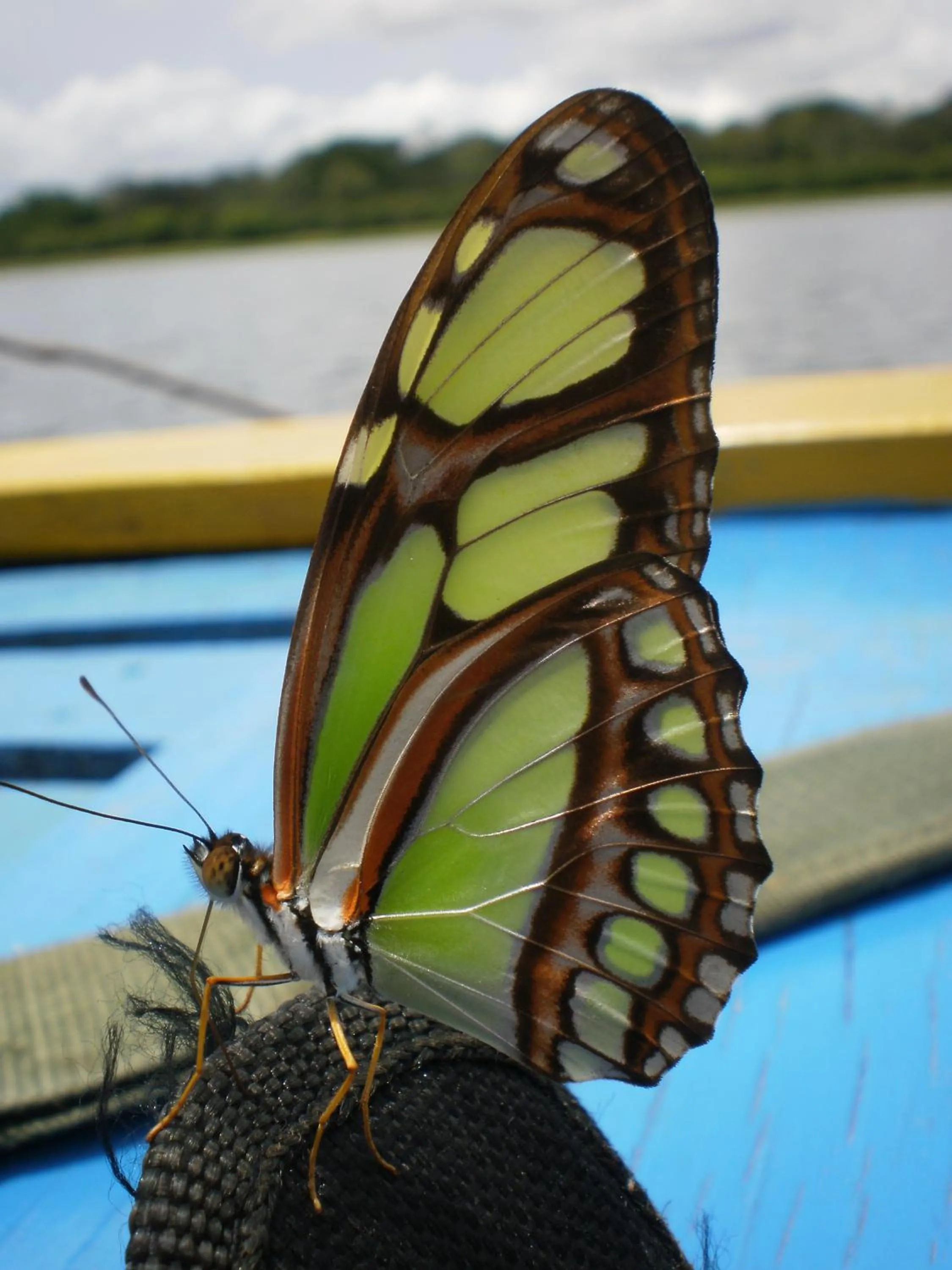 Other in Hotel Anaconda