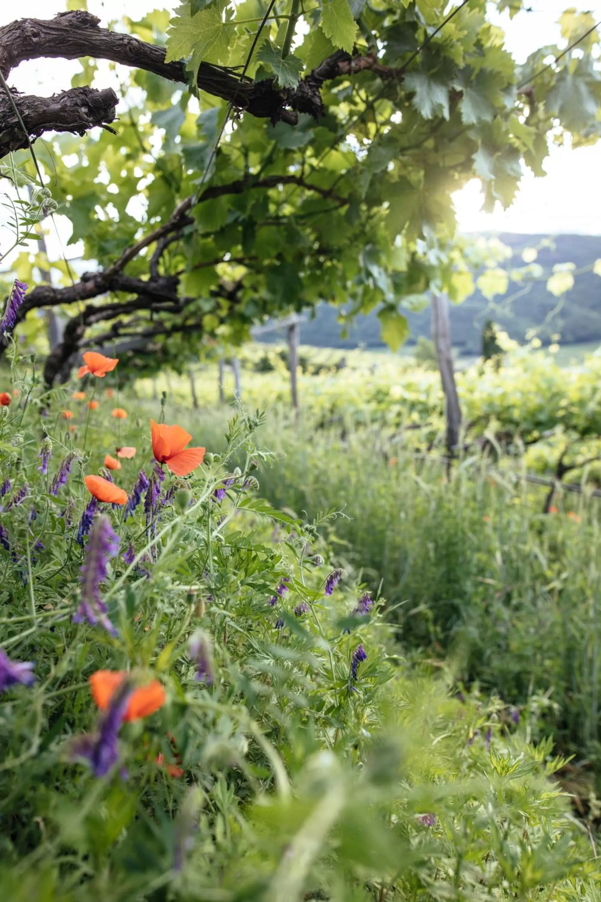 Activities in Hotel Rosengarten (Schenna Resort)