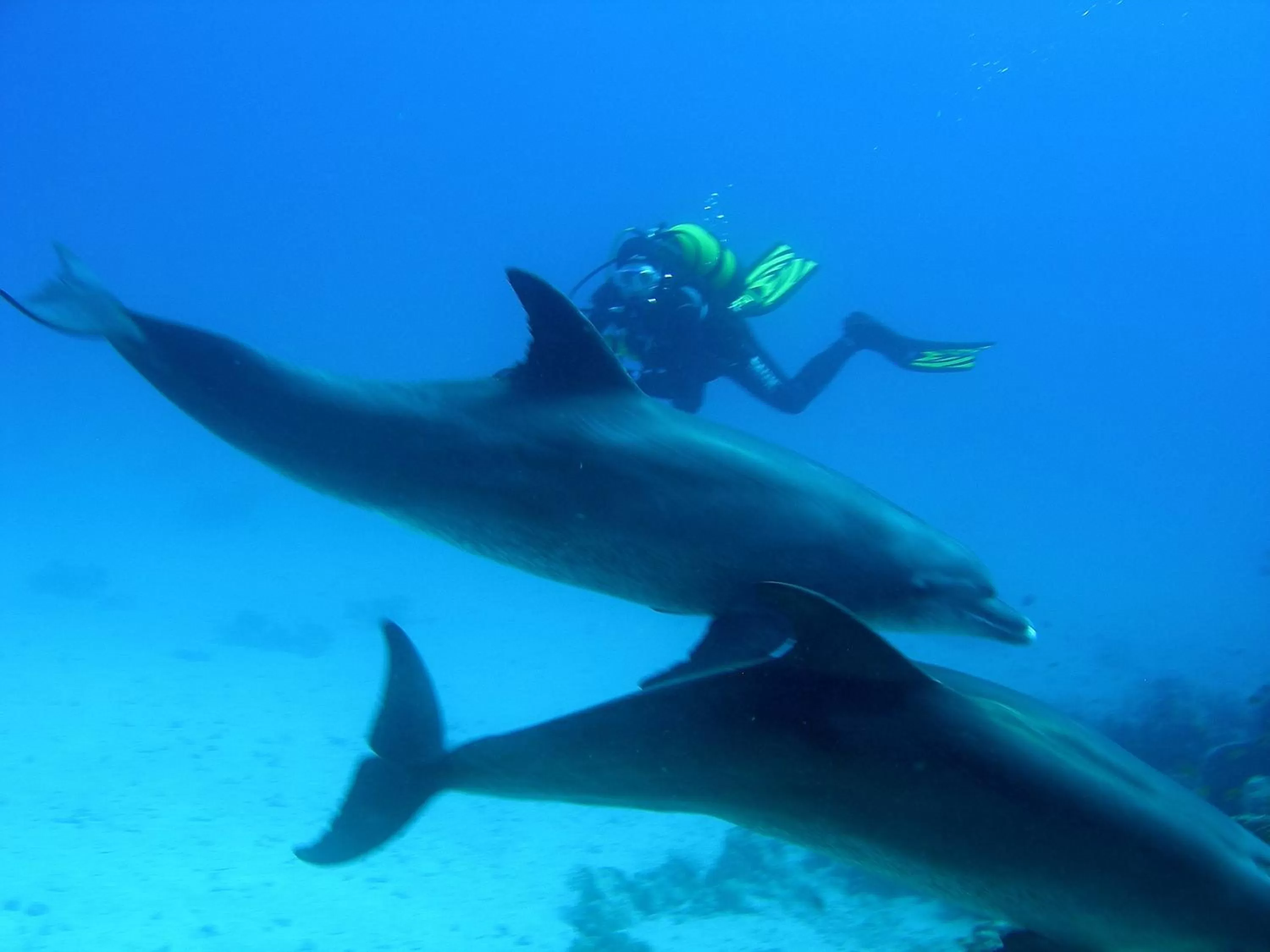 Snorkeling in Coral Sun Beach