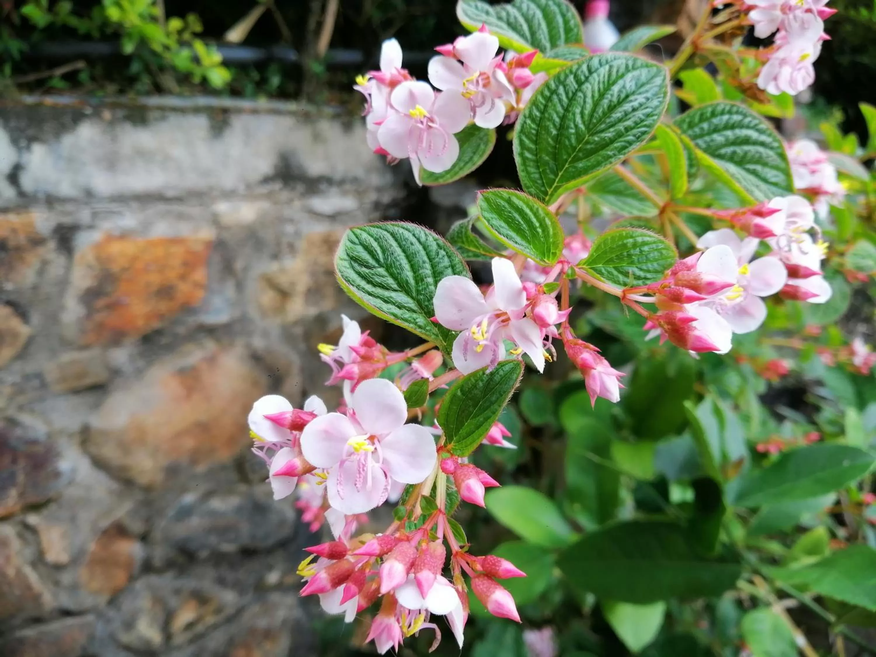 Decorative detail, Garden in Zion View Ella Green Retreat