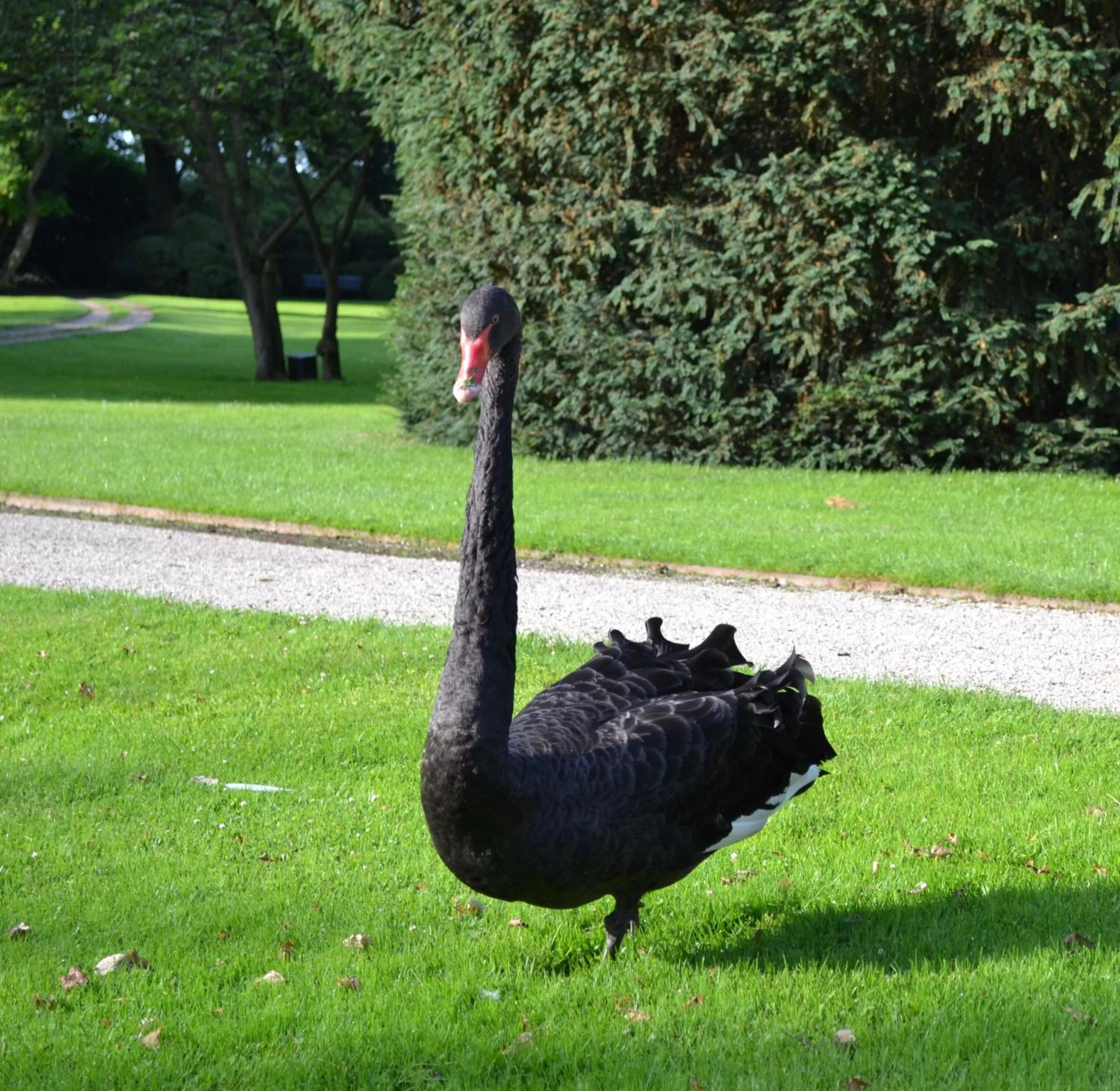 Animals, Other Animals in B&B en SPA Landgoed Matanze