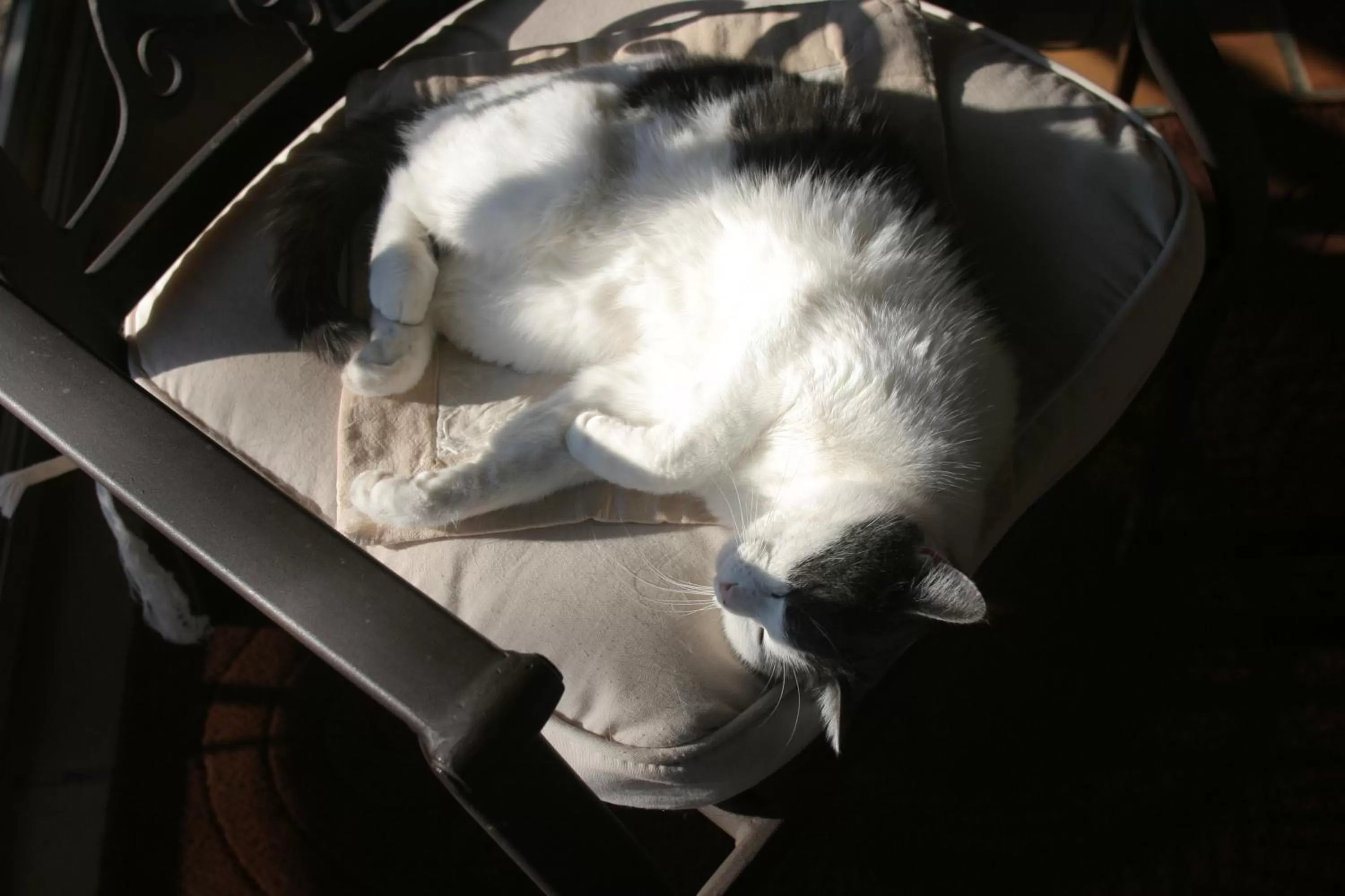 Pets in Logis Auberge De Tavel