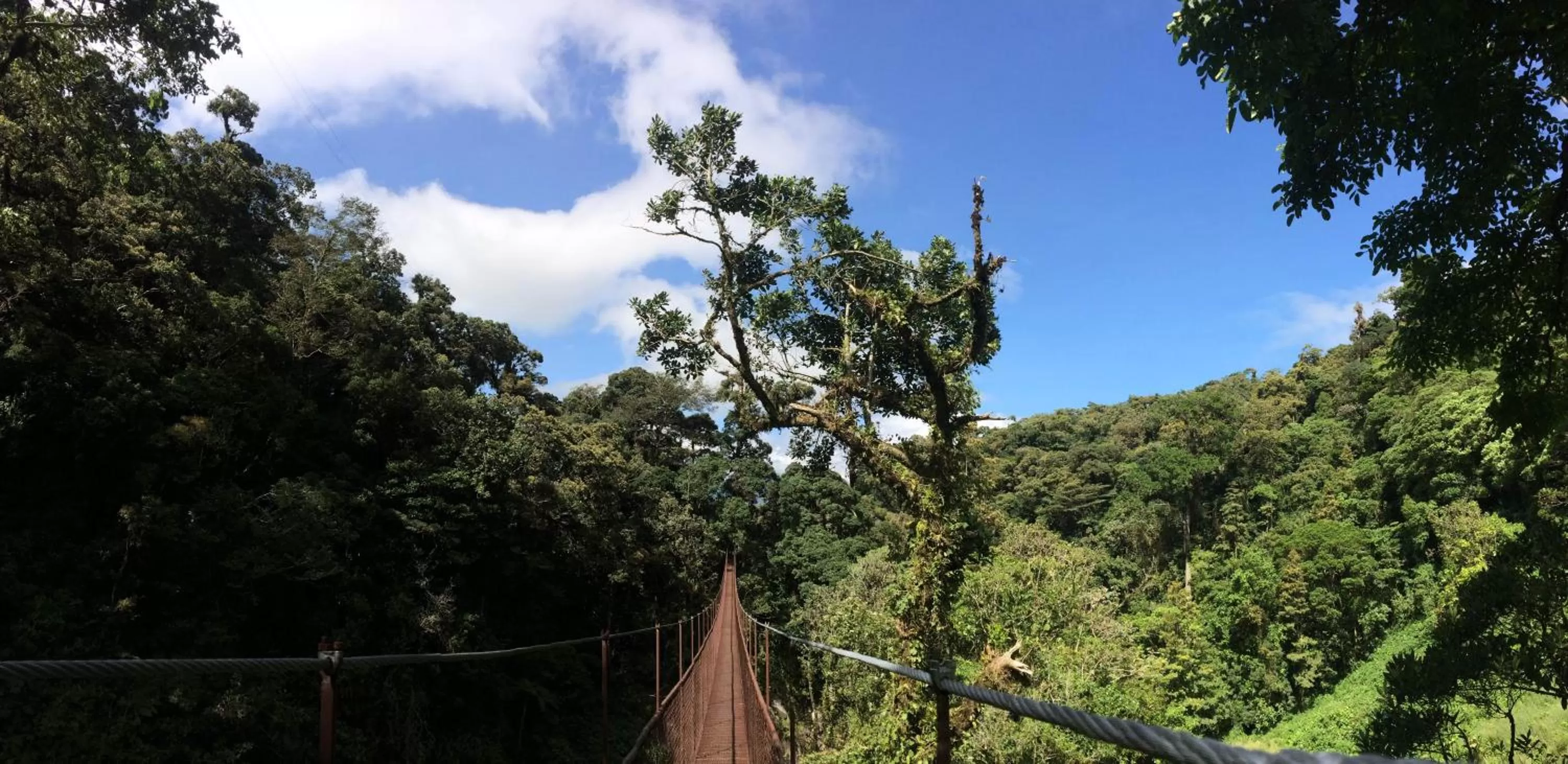 Hiking in TREE TREK BOQUETE Adventure Park