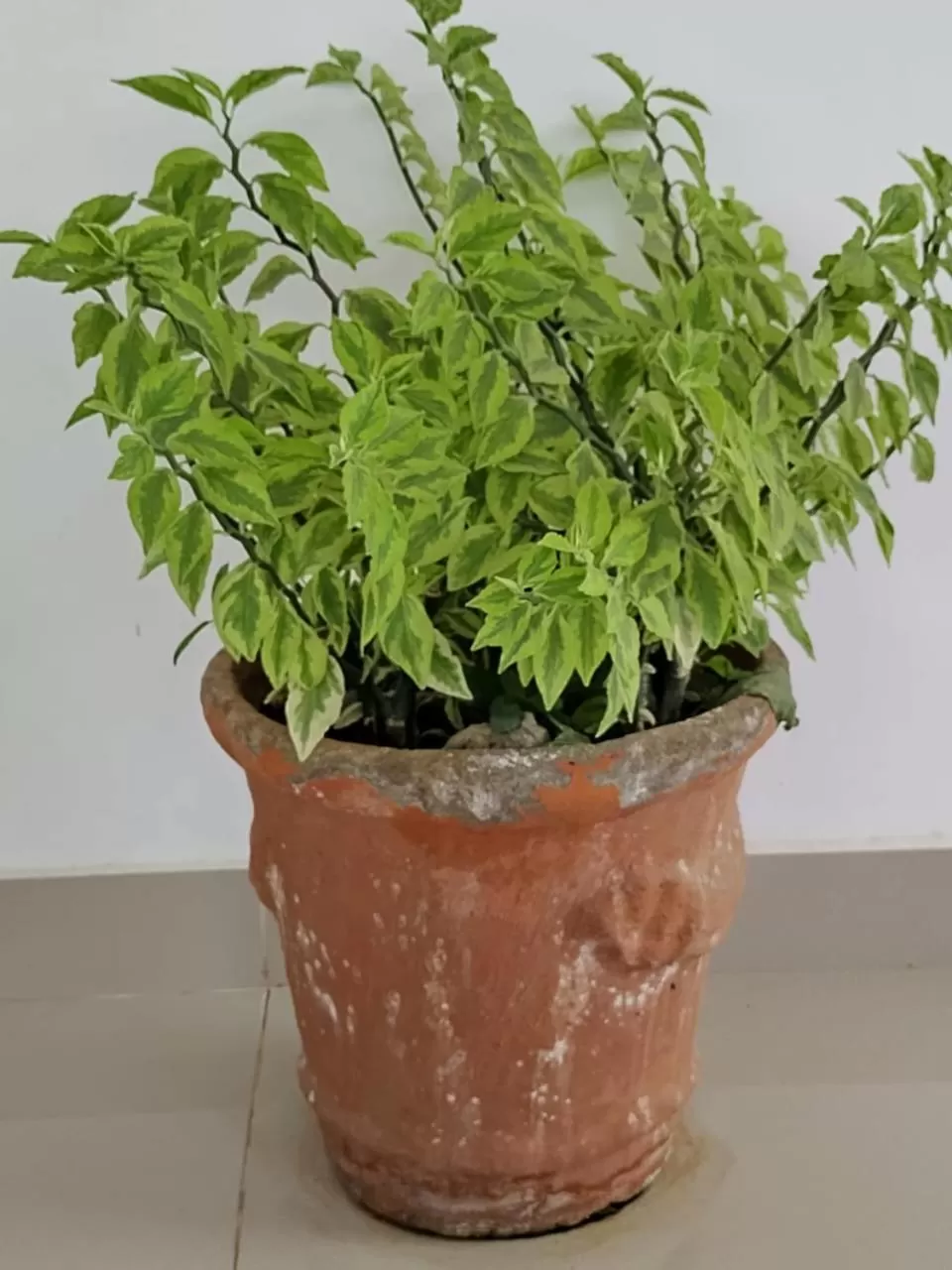 Decorative detail in 6 Park Retreat