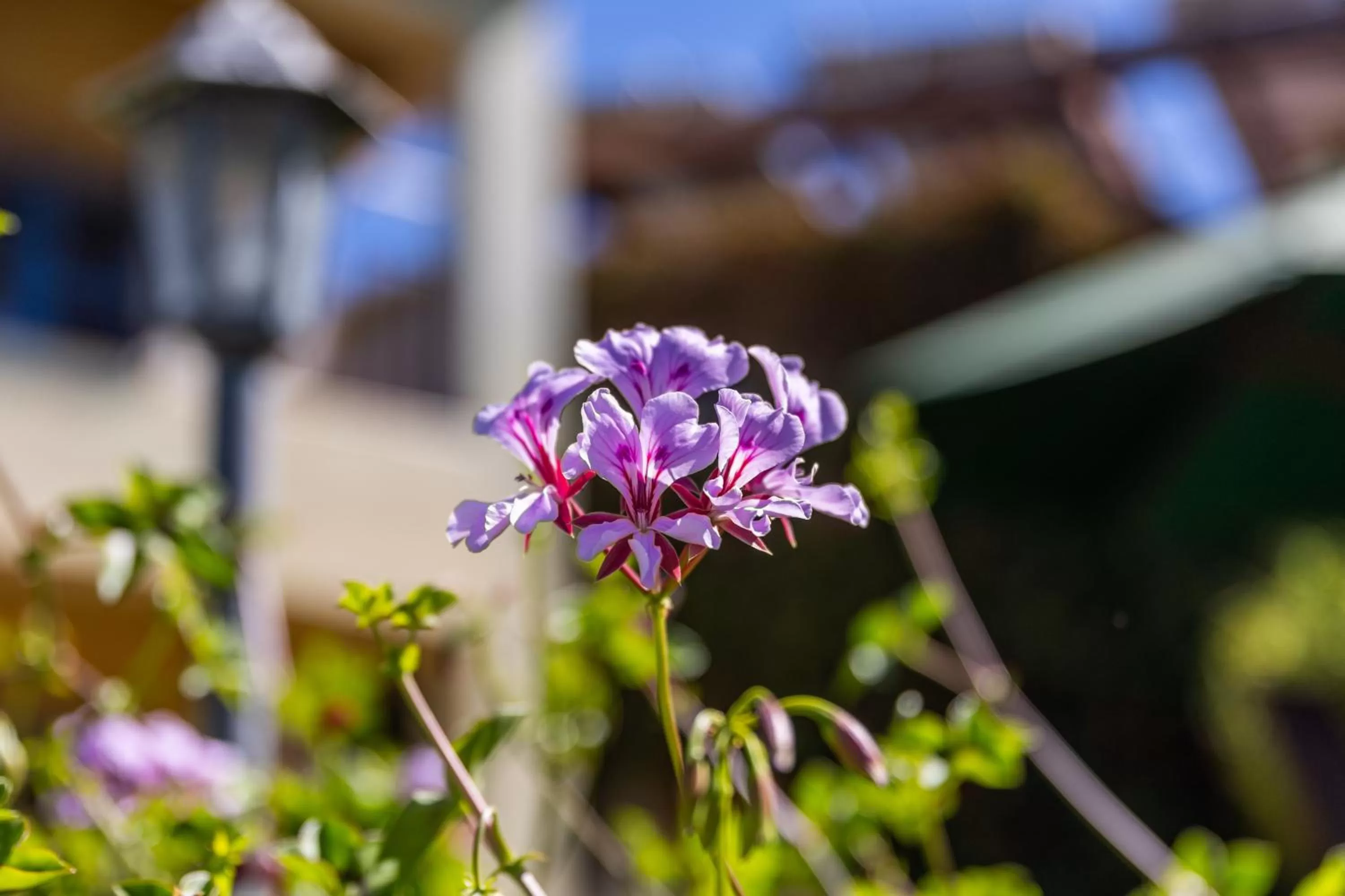 Garden in Gästehaus Pinkepank