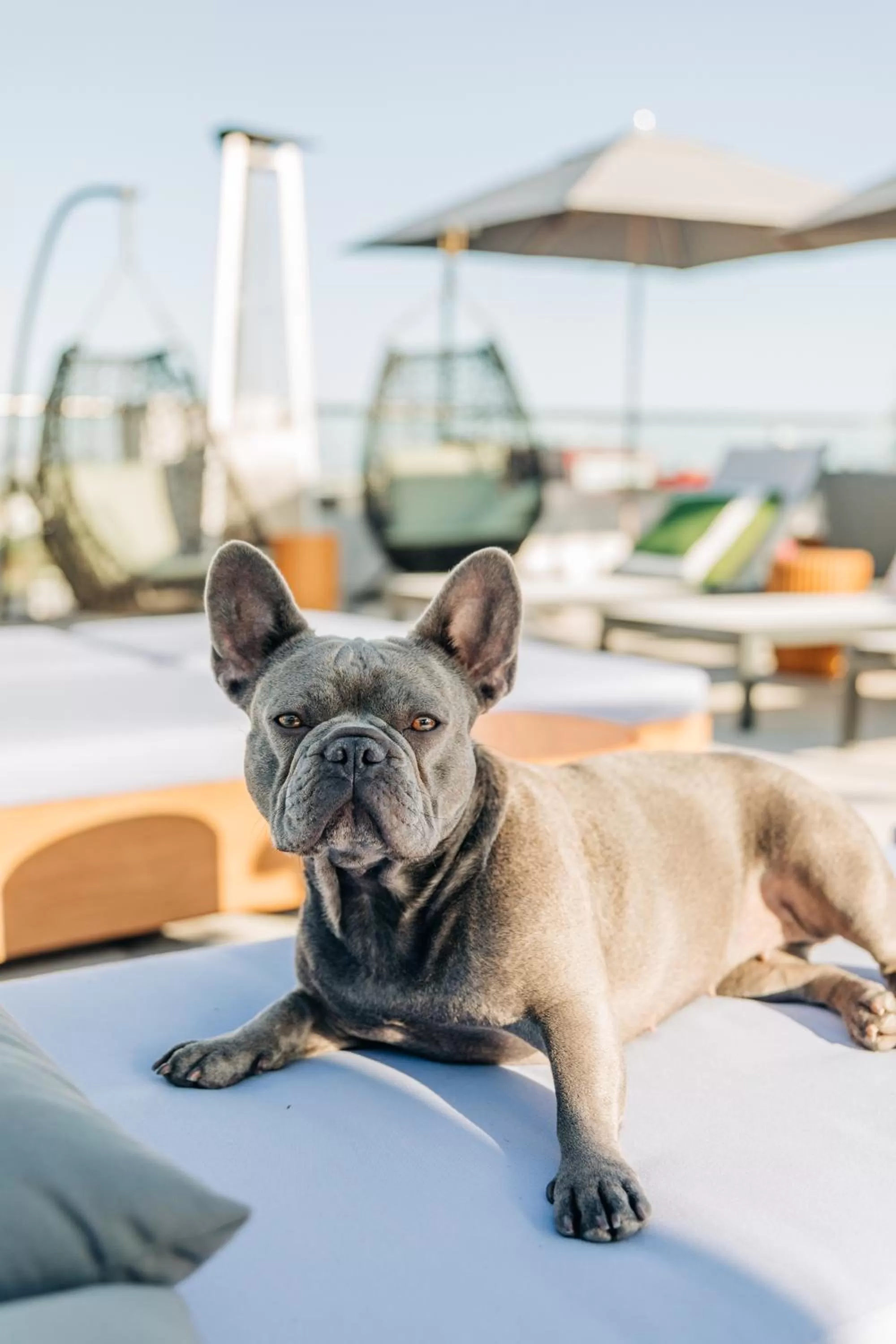 Pets in Montrose at Beverly Hills