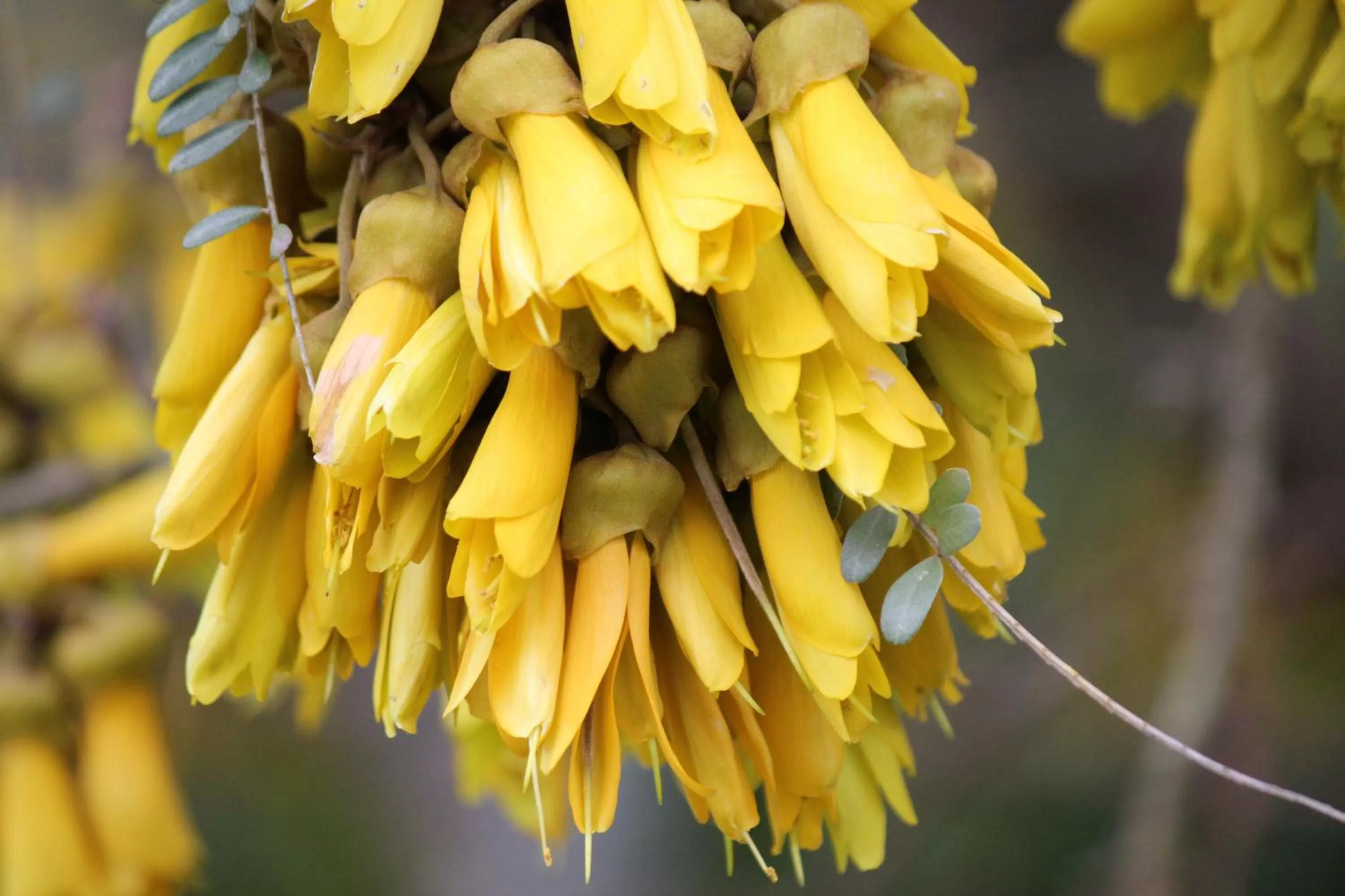 Garden view, Food in Tui Hideaway