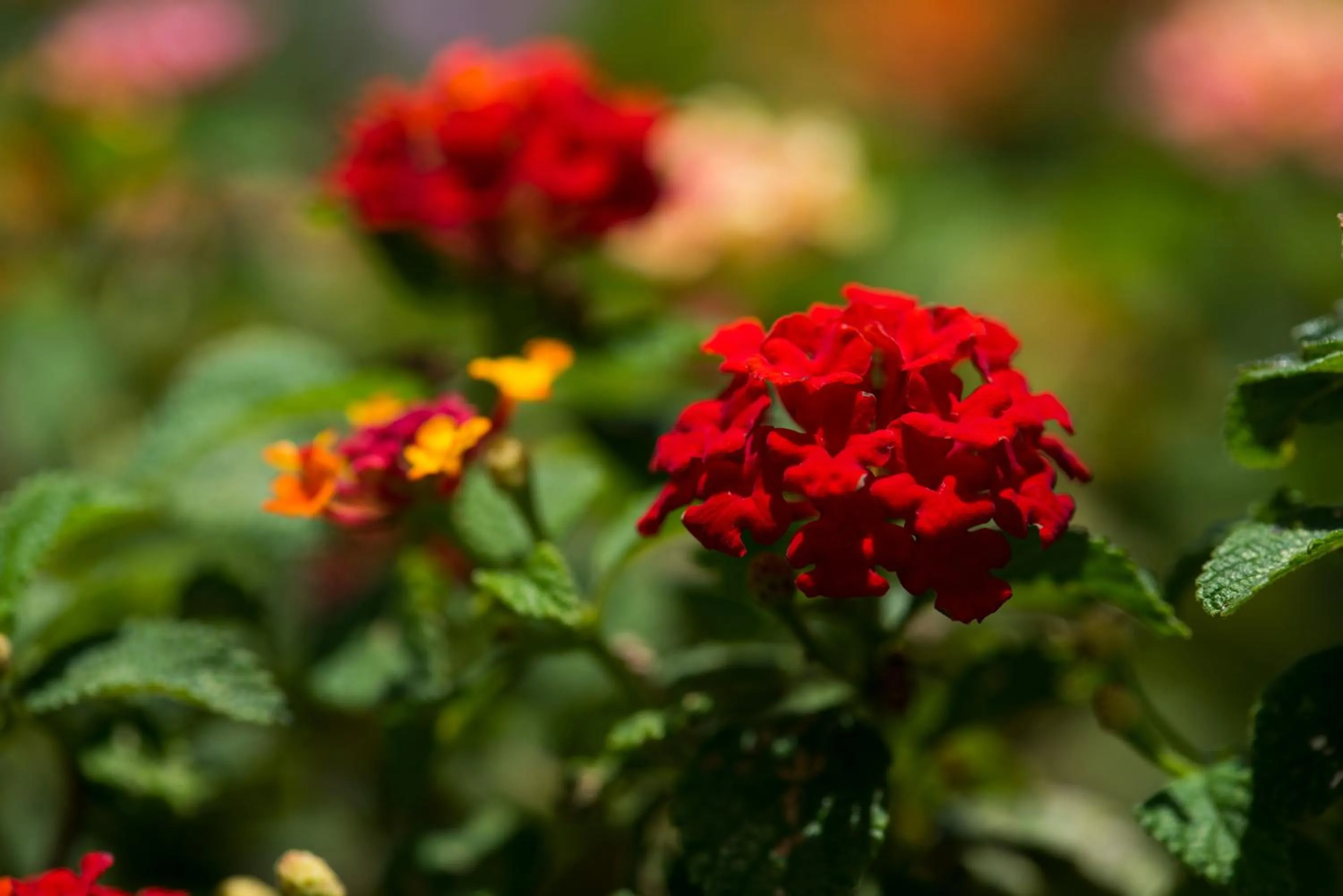 Garden in Hotel Bougainvillea San José
