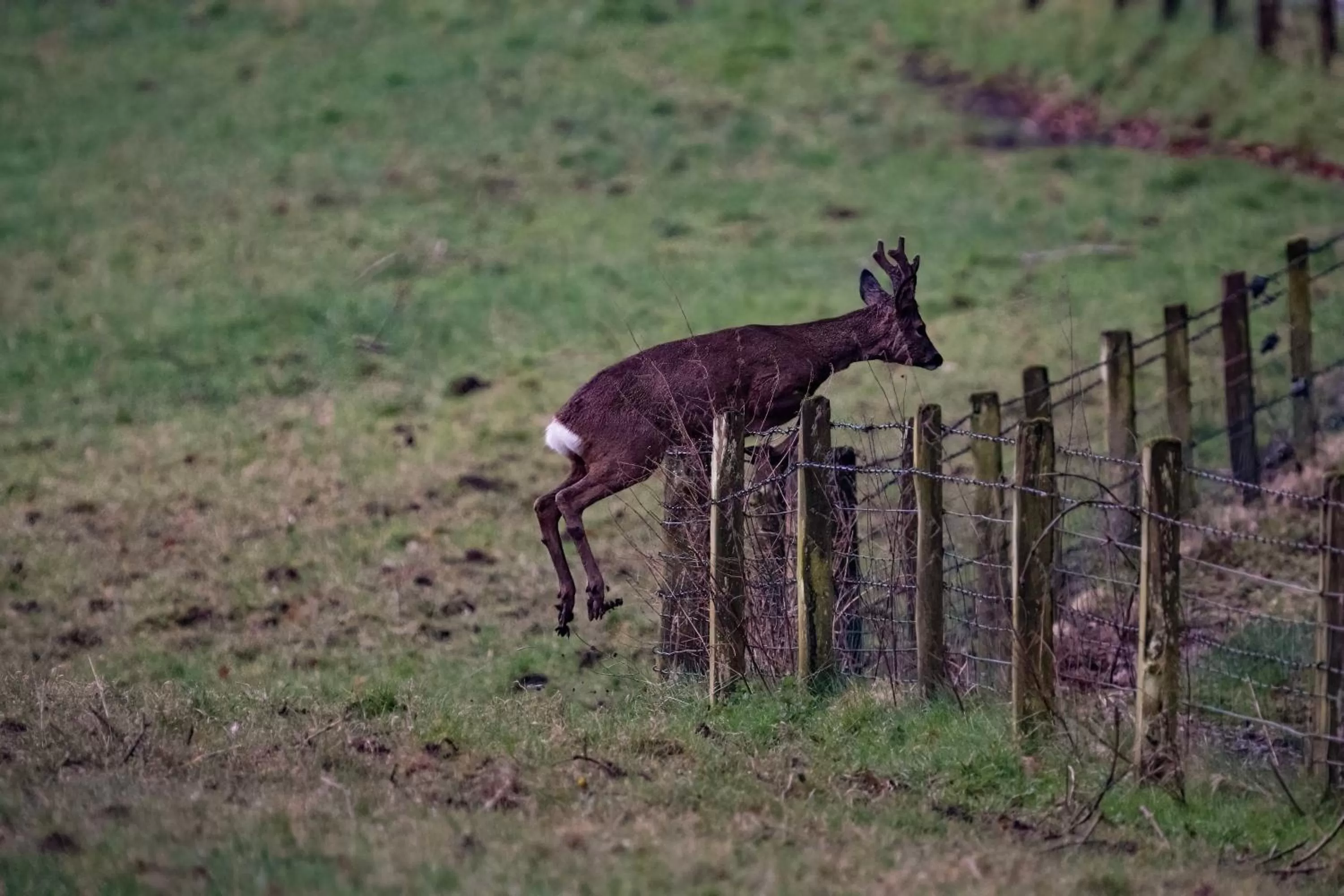 Animals in Retreat at The Knowe Auchincruive Estate