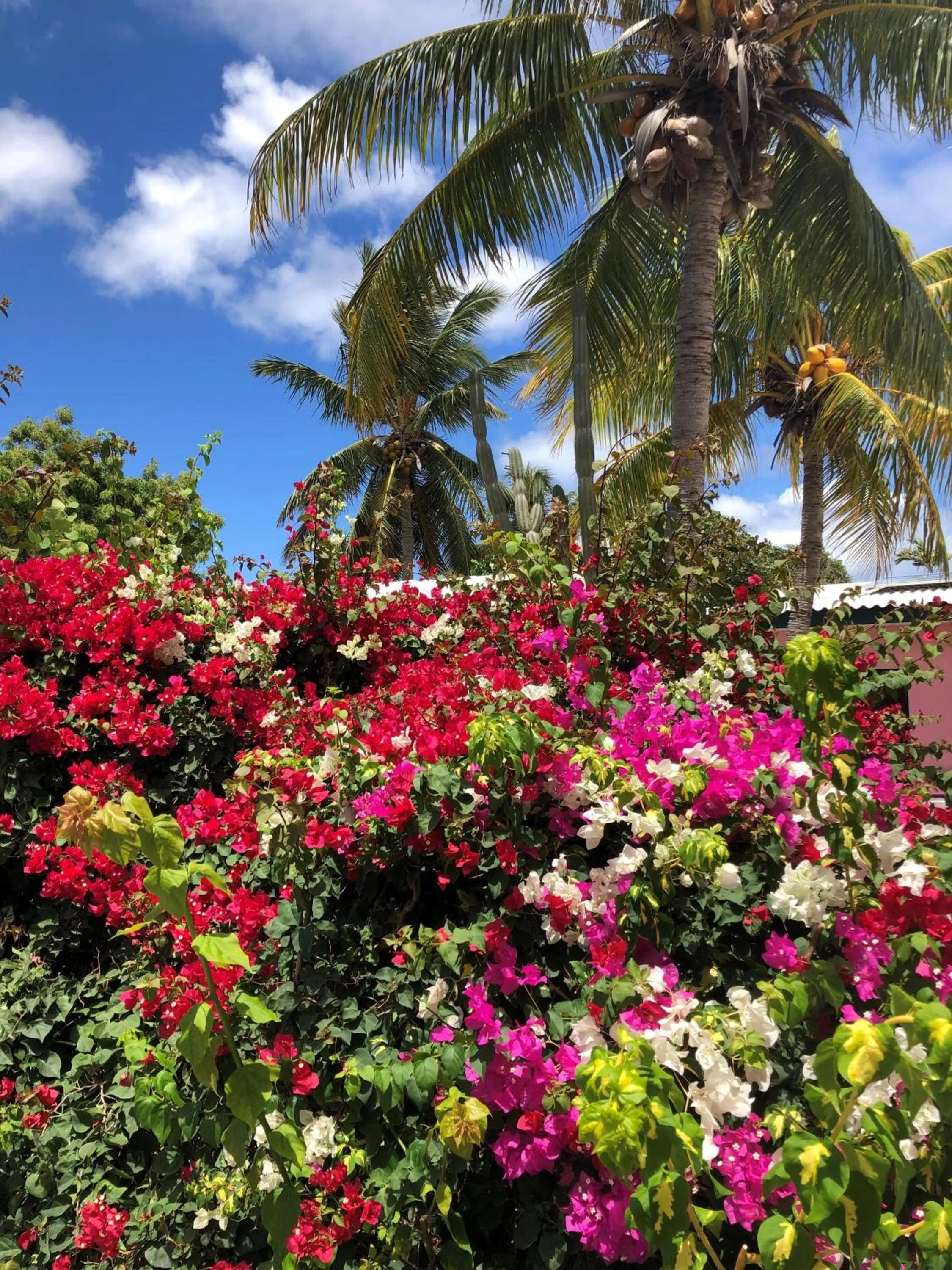 Garden in Thuishaven - boutique mini-resort