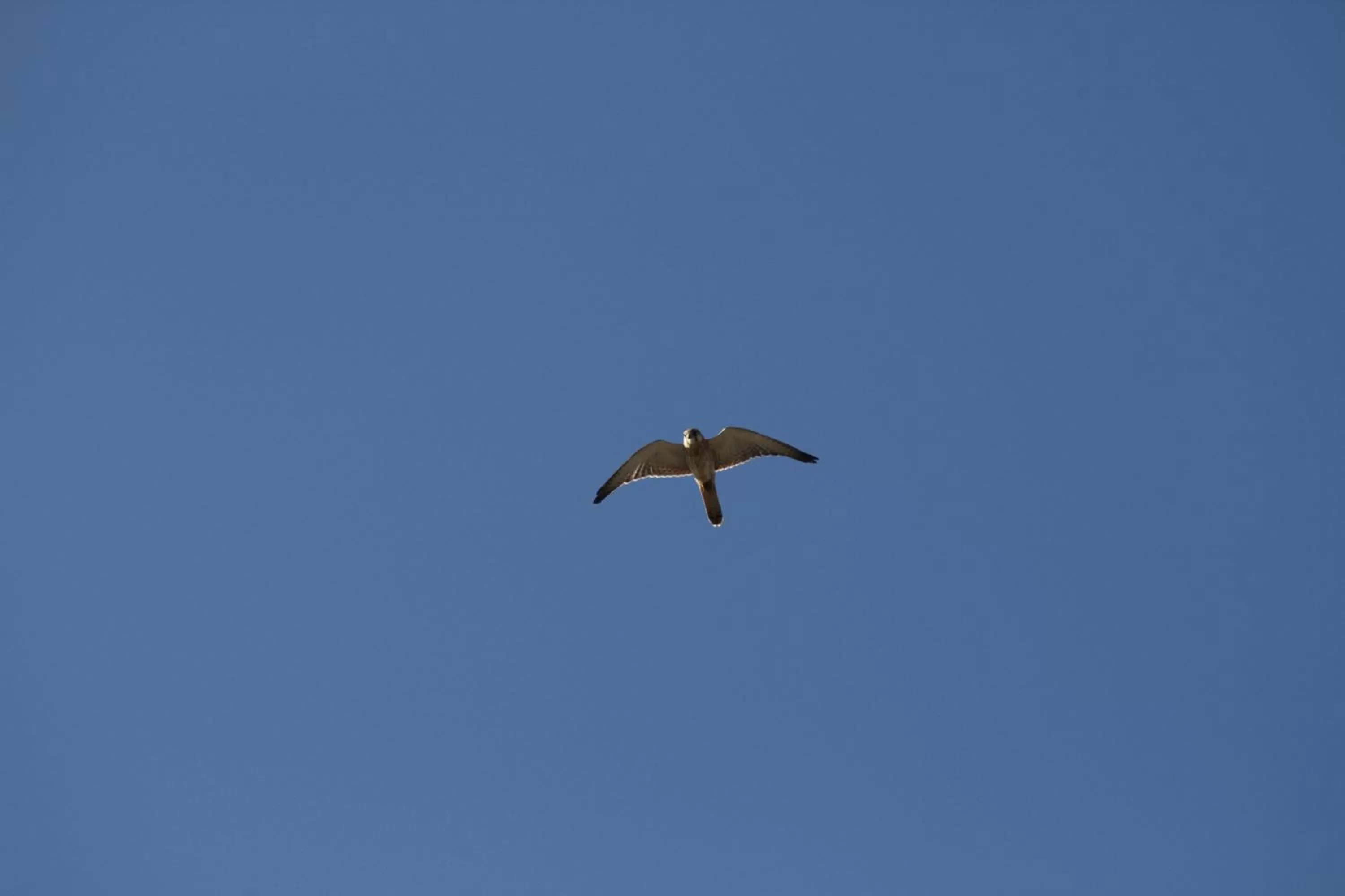 Animals, Other Animals in Sea Whispers