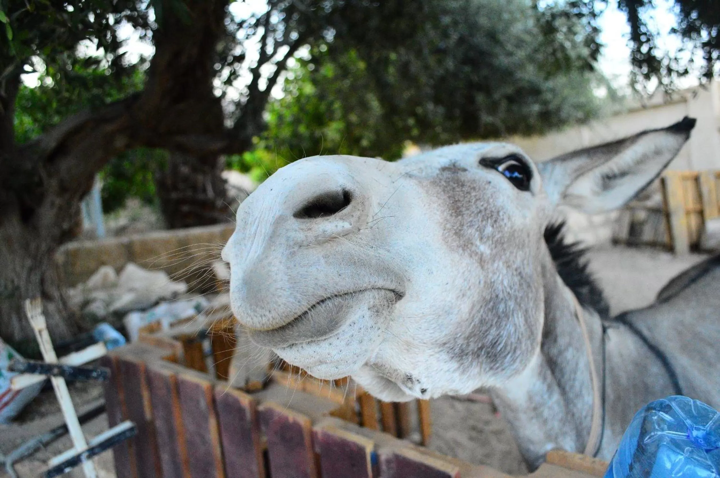 Garden, Other Animals in Auberg-Inn Guesthouse