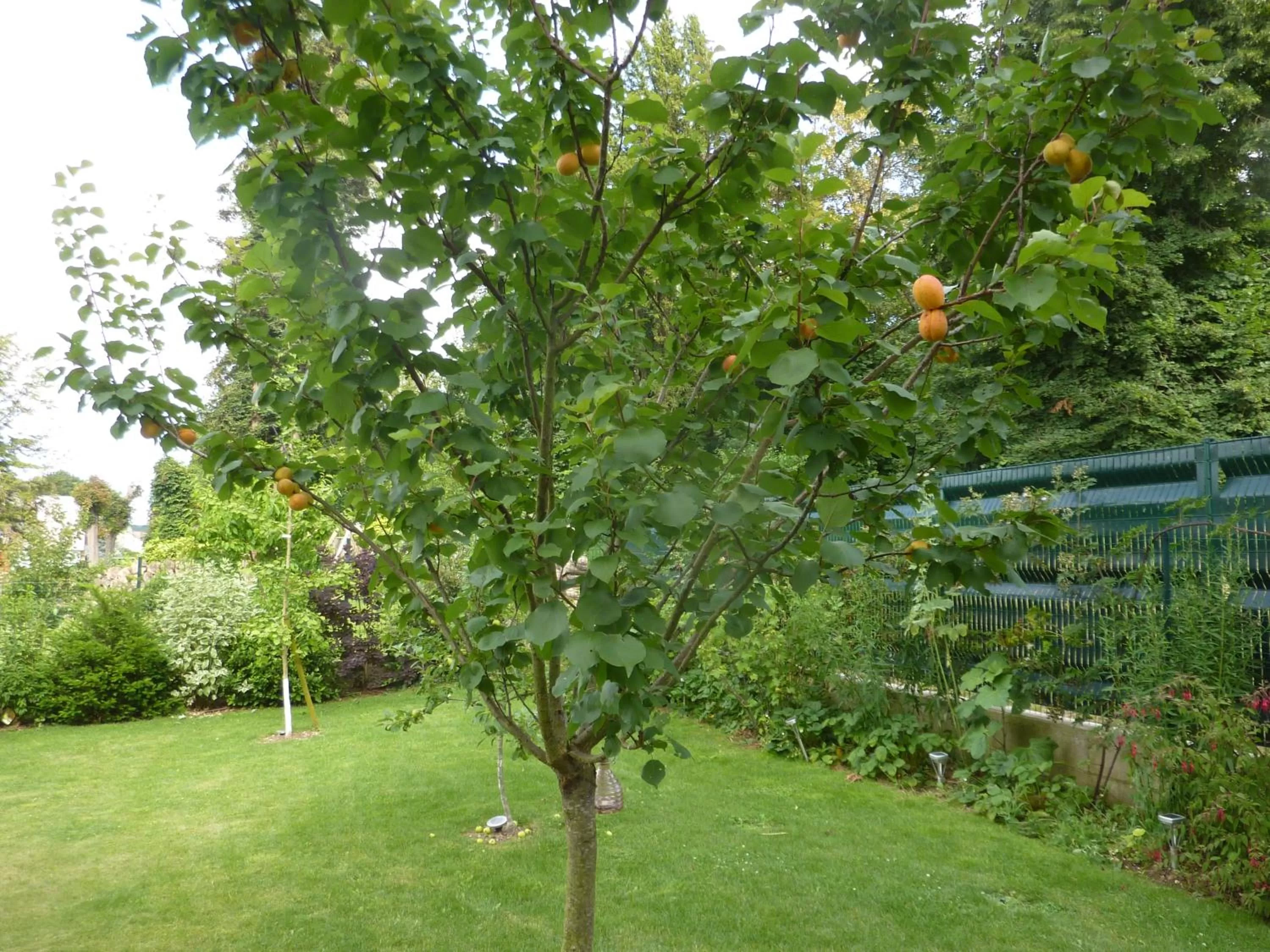 Garden in Les Chambres D'oriane