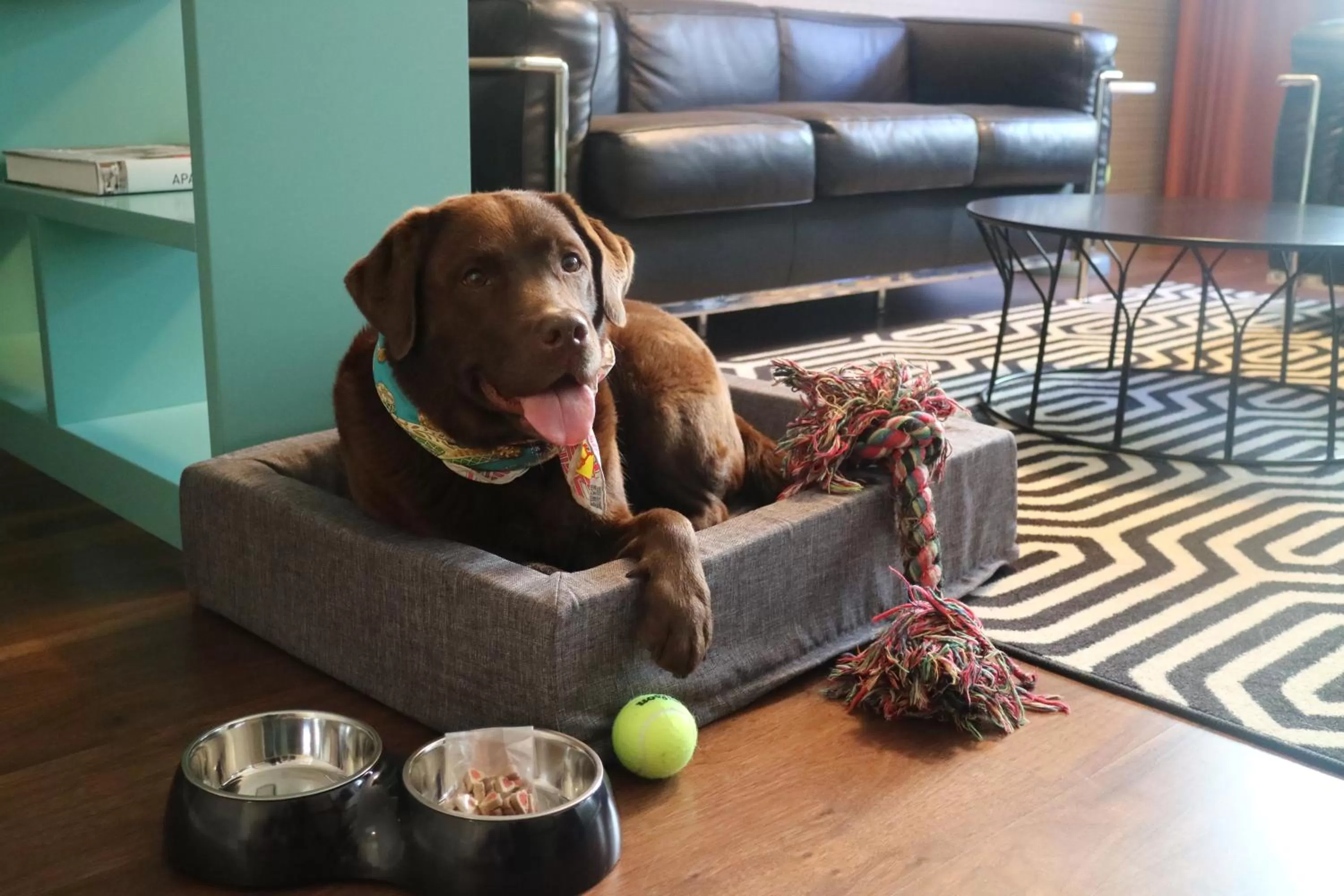 Pets in ProfilHotels Central