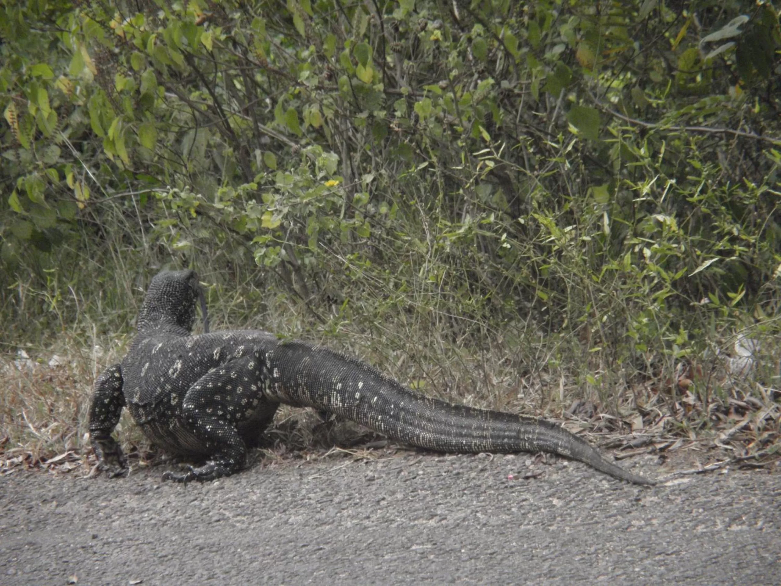 Animals, Other Animals in Rockvilla homestay and BNB