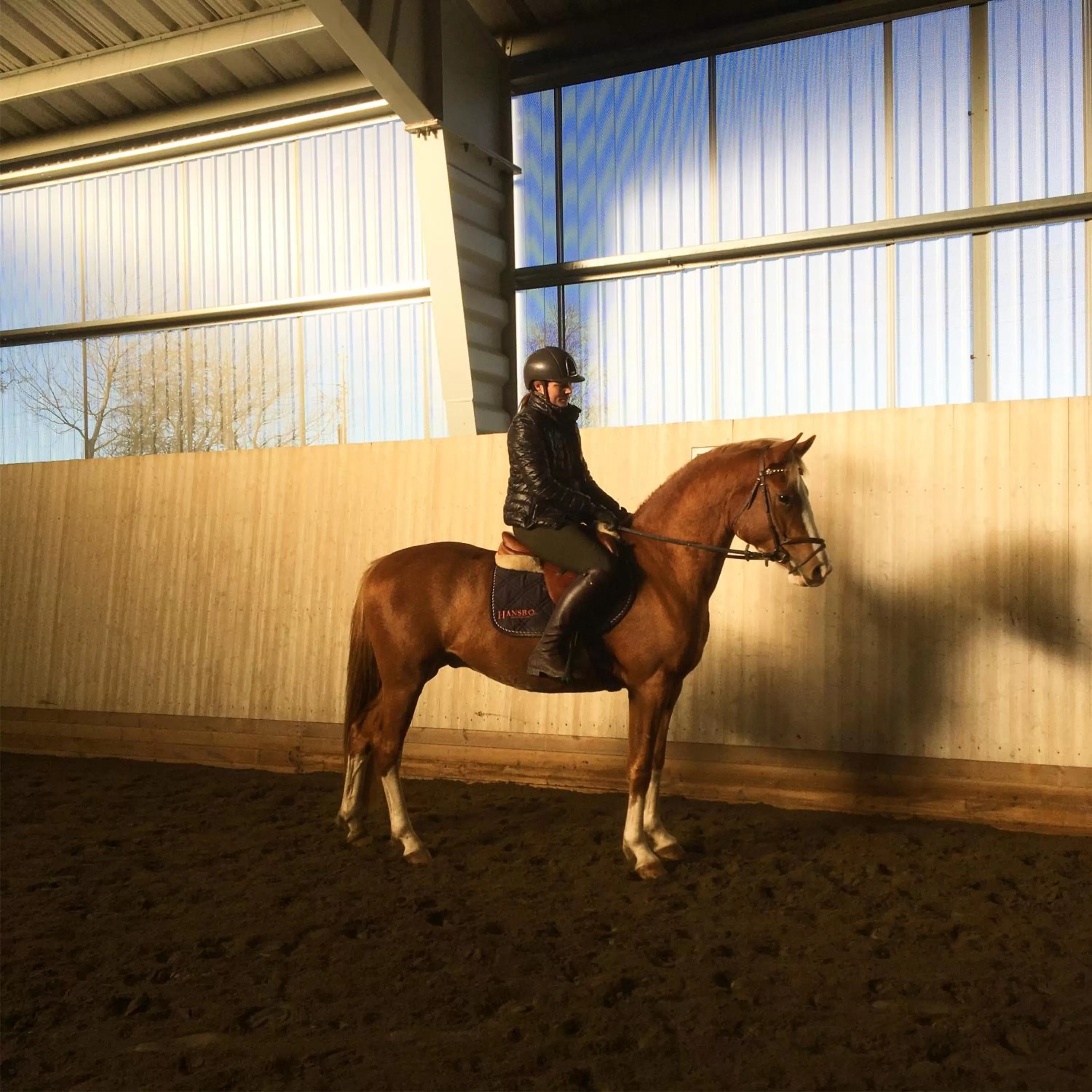 Other Animals in skummeslöv B & B